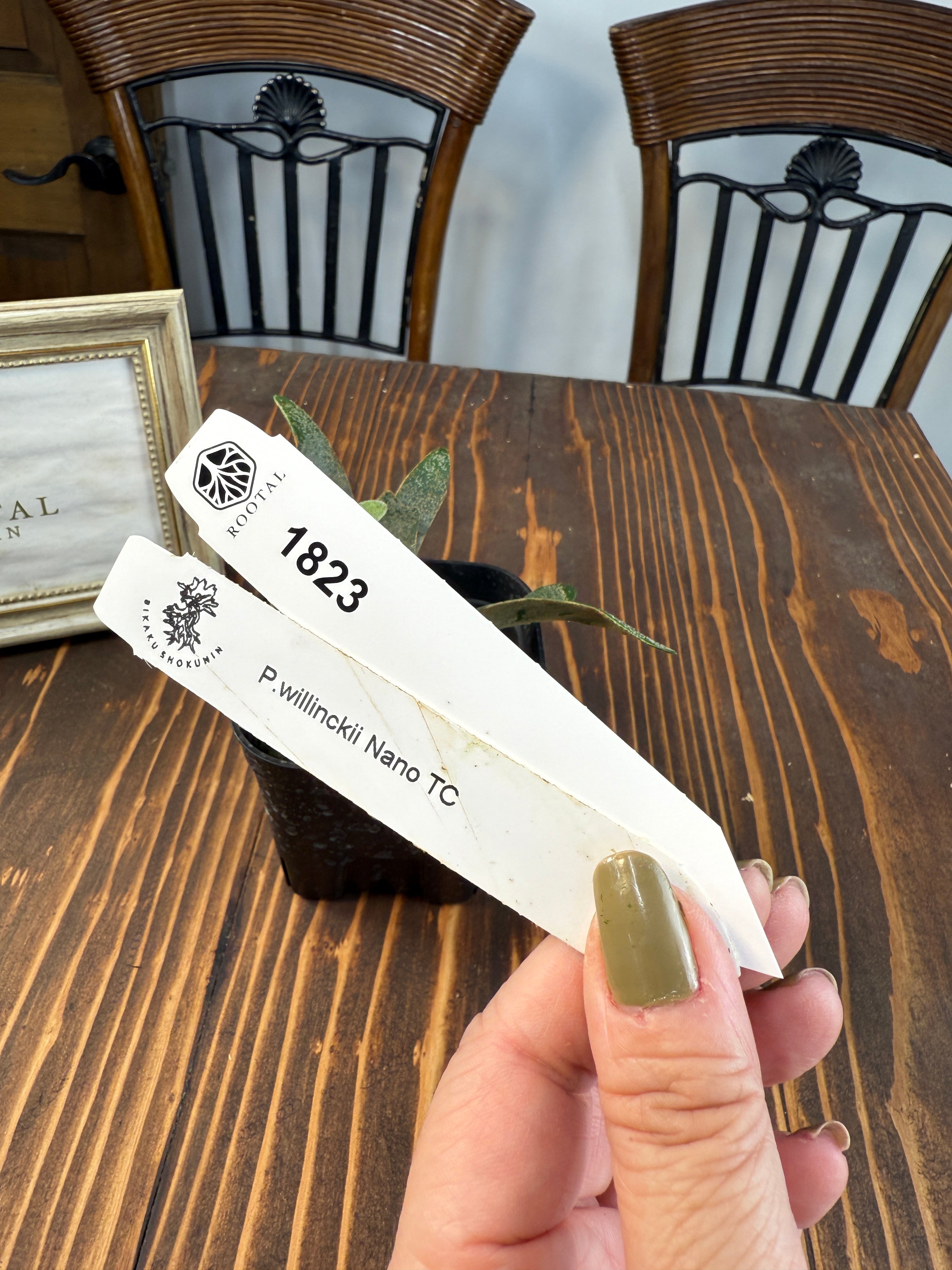 ★1823 【小さな世界に凝縮された造形美】ビカクシダ ナノ TC