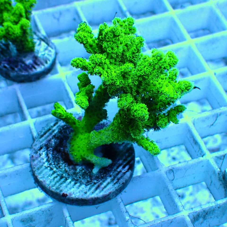 n327 アザミハナガタサンゴ | HOUSE REEF(ハウスリーフ)サンゴ・海水魚