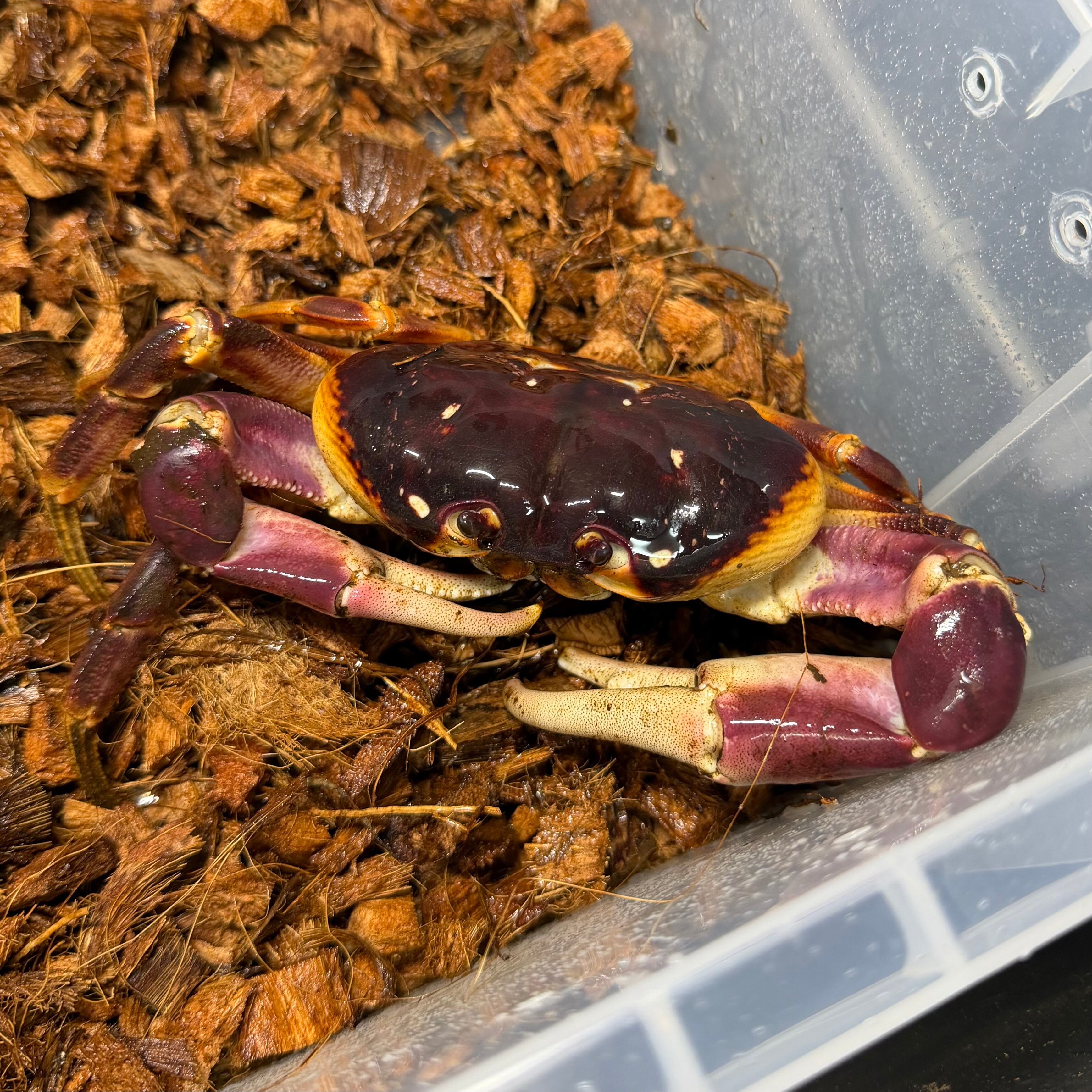 激レア】ハイナンムラサキオカガニ② 奇蟲 カニ エビ 甲殻類 観賞魚