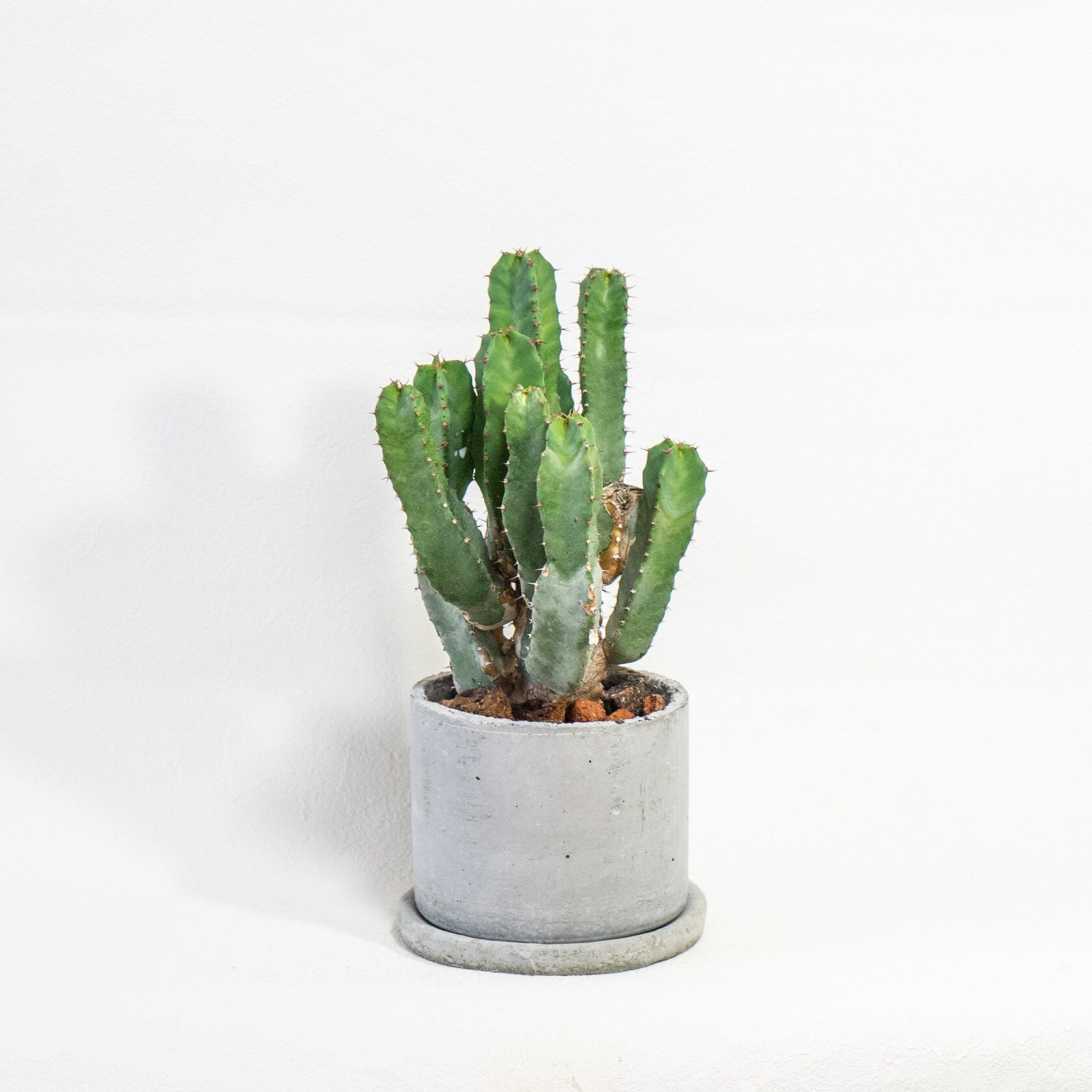 ≪ レア植物 ≫室内管理もオッケーなハッカクキリンの鉢植え｜シンプルでお部屋を選ばない手作りモルタル鉢