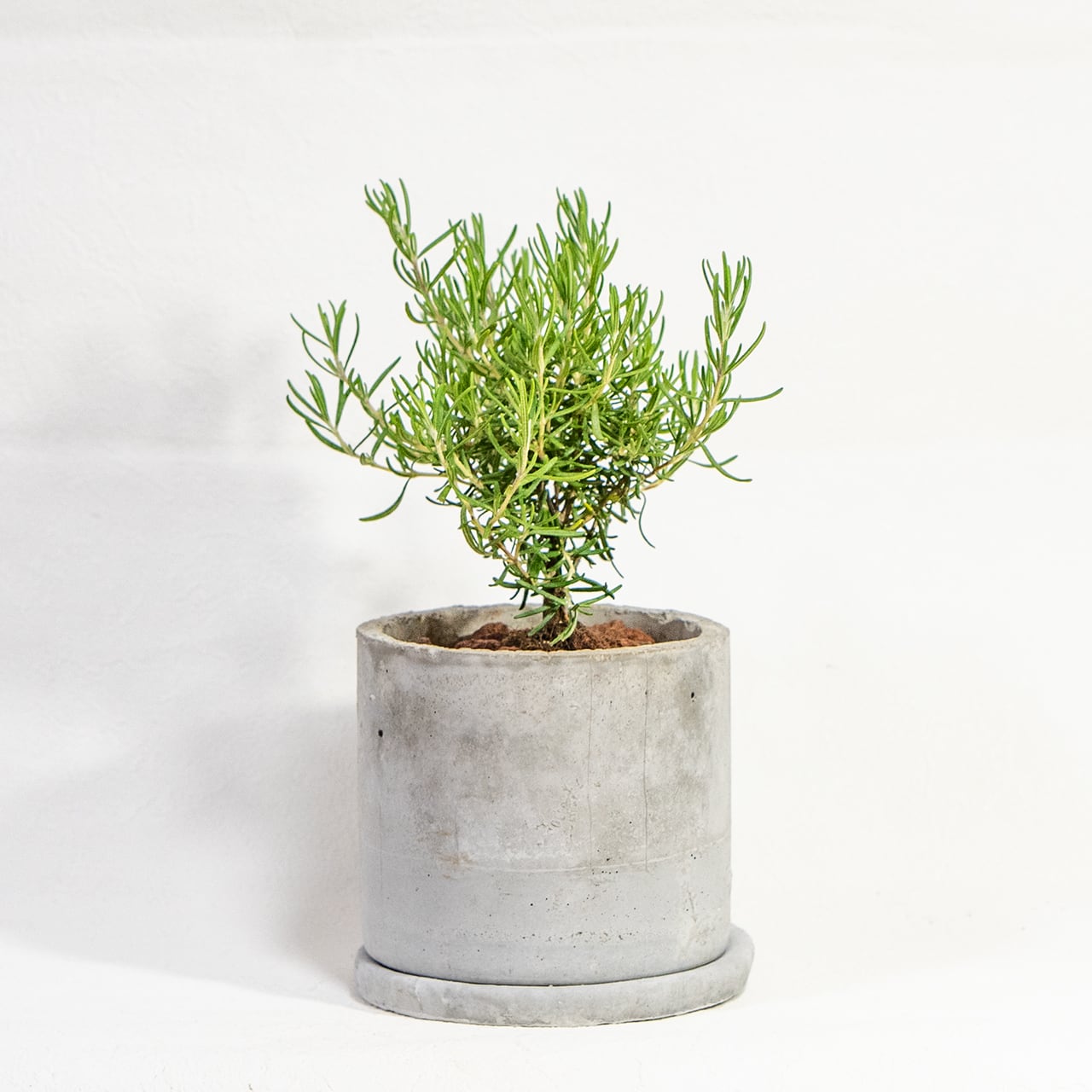 【ミニツリーのような愛らしい樹形】観葉植物・ローズマリー。一株ごとの厳選仕入れで元気な苗をお届け。スタイリッシュな手づくりモルタル鉢／虫発生抑制／全国一律送料850円