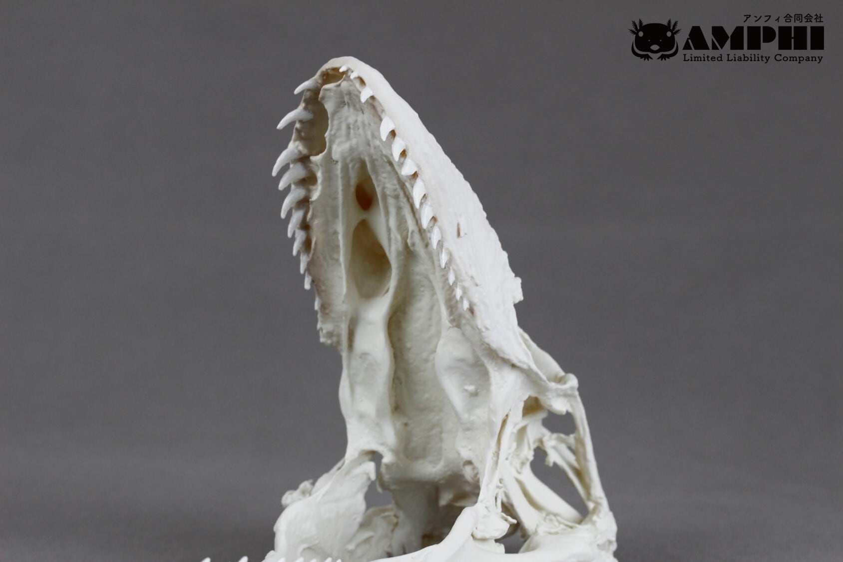 コモドオオトカゲ の頭骨レプリカ【コモドドラゴン】 | アンフィ合同会社