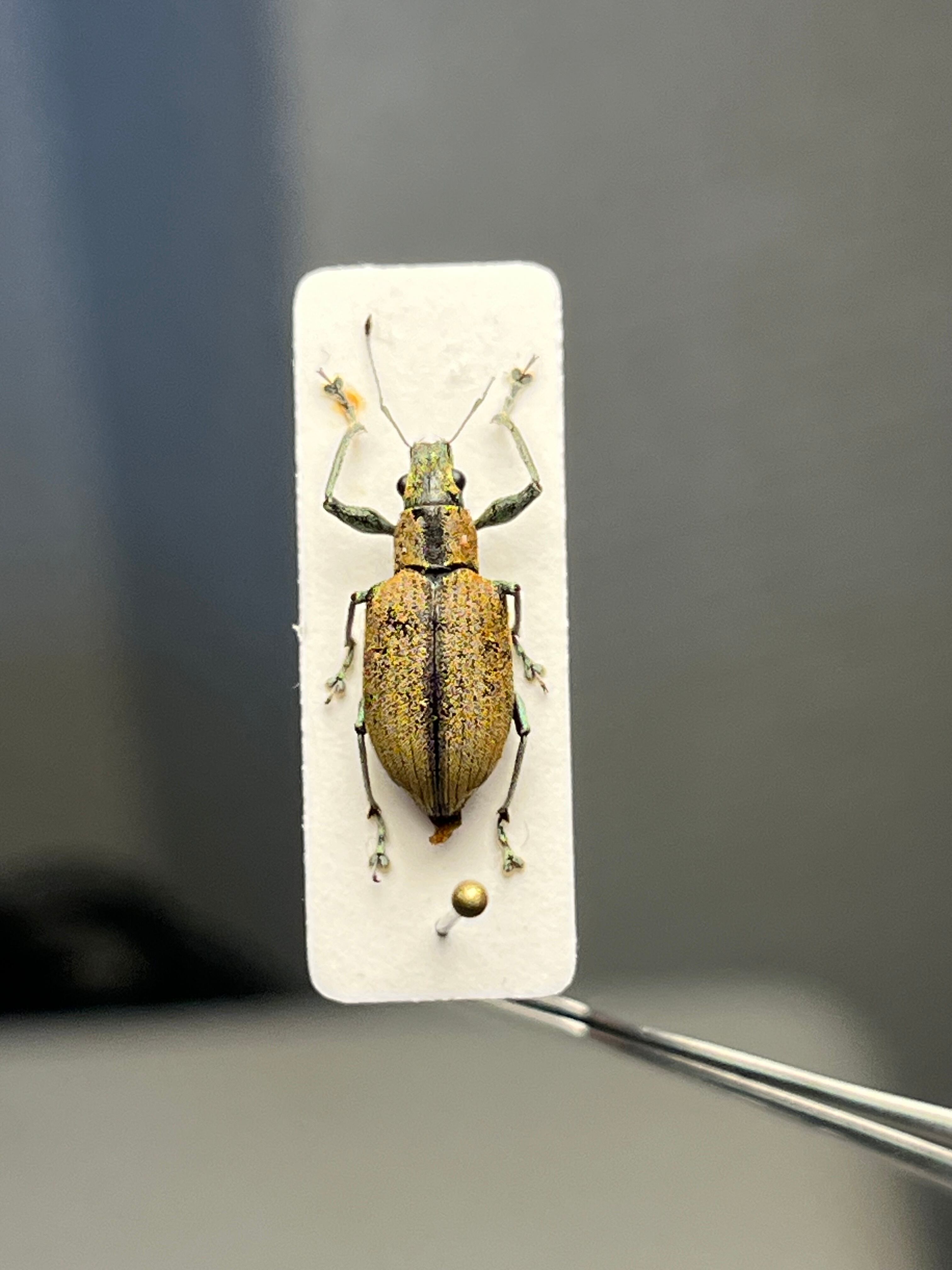 12mm】普通種と思しきクチブトゾウムシの一種 標本ゴミムシダマシ