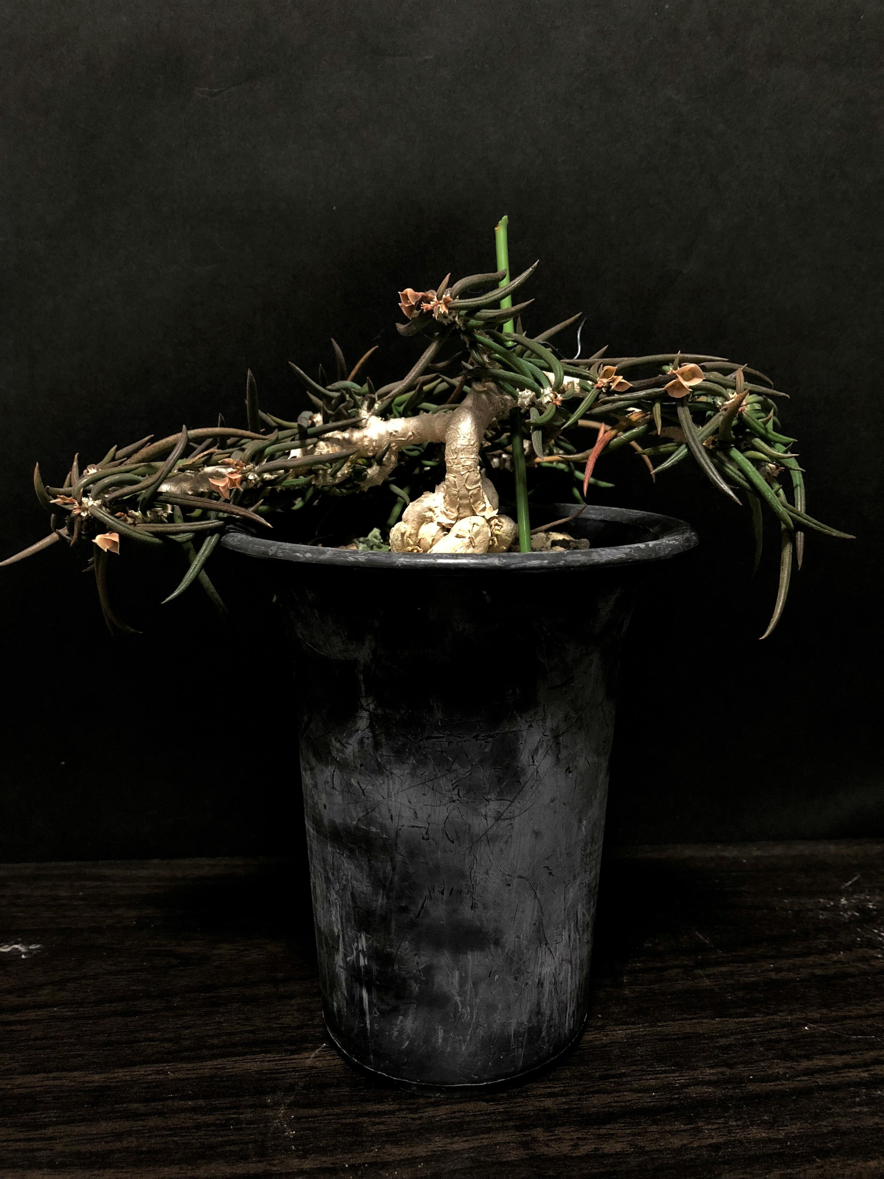 レア多肉植物シリーズ・ユーフォルビア・シリンドリフォリアinわけけのお店 レア多肉植物シリーズ・ユーフォルビア・シリンドリフォリアin