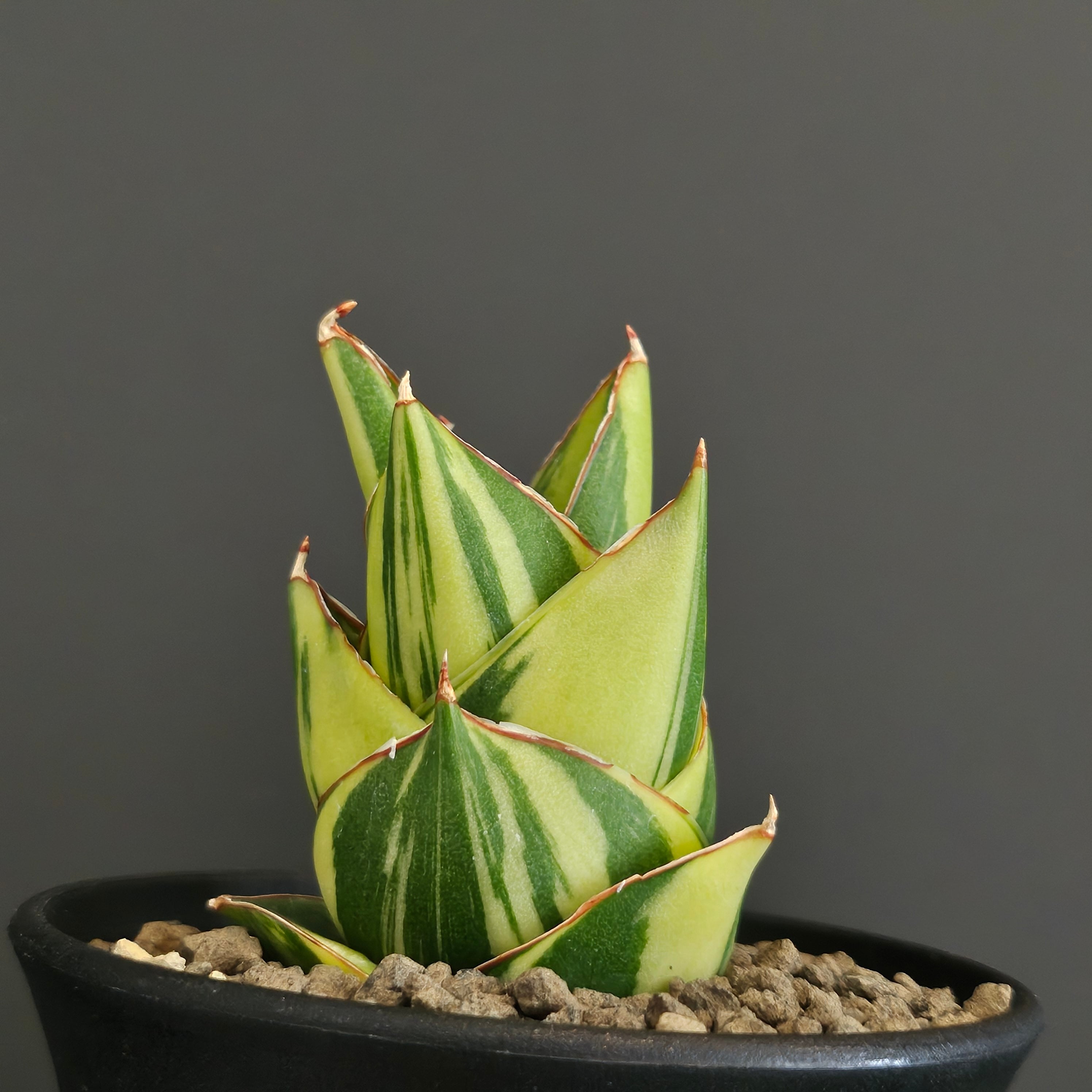 Sansevieria 'Tower Variegated' サンスベリア・タワー 斑入り
