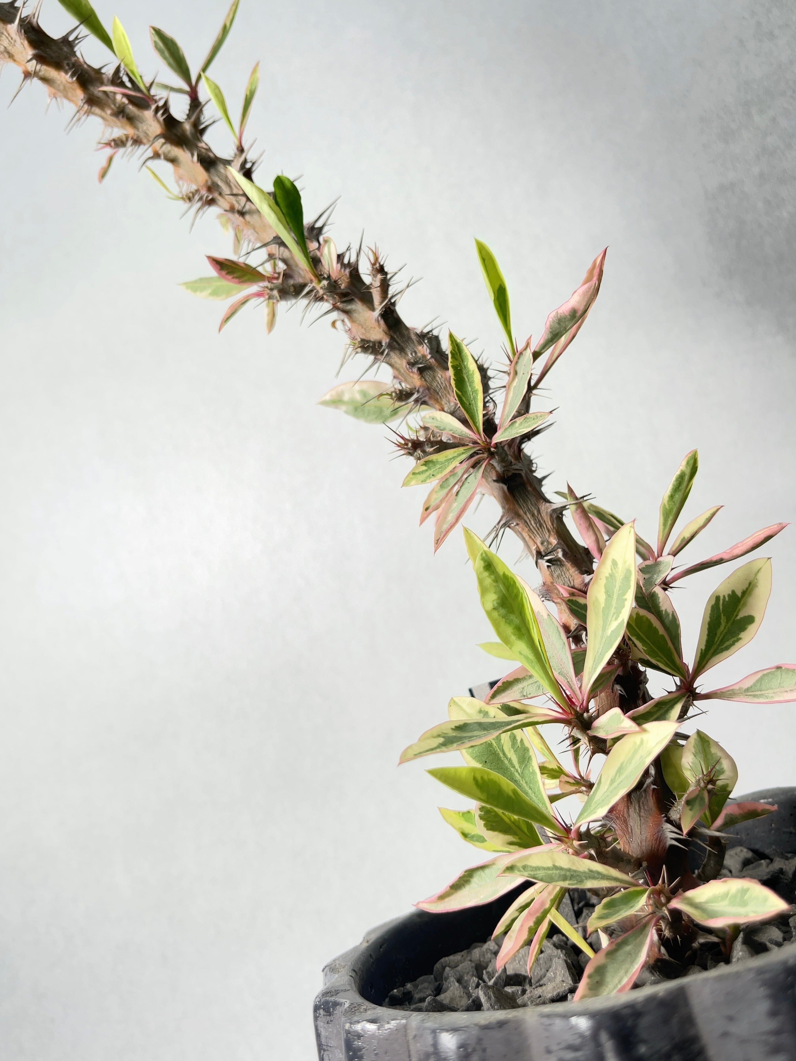 ユーフォルビア・花キリン錦 | trigger