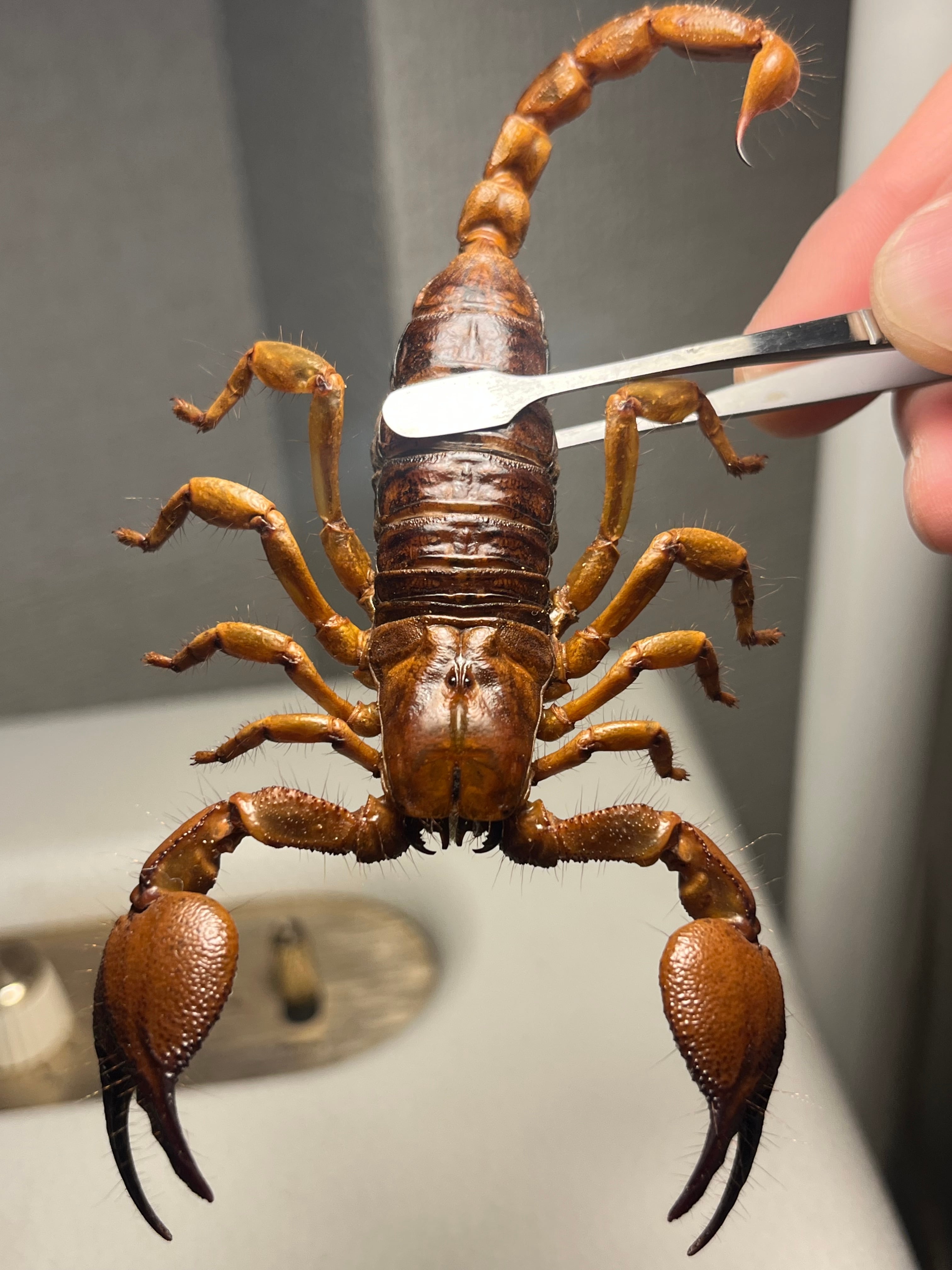 チャイニーズトラップドアスパイダー LS3cm程 ムカデタランチュラ