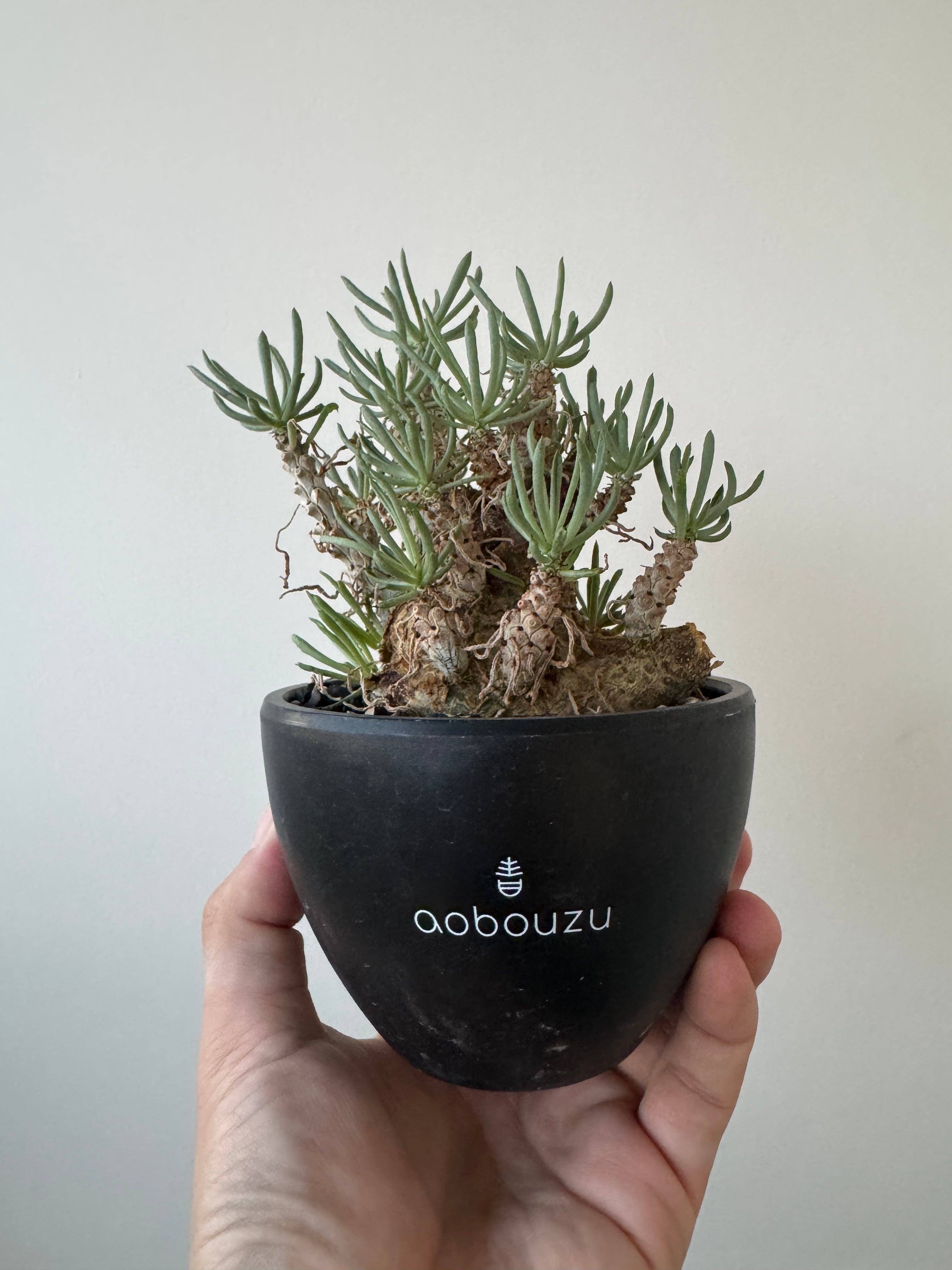 チレコドン | 青坊主-aobouzu-