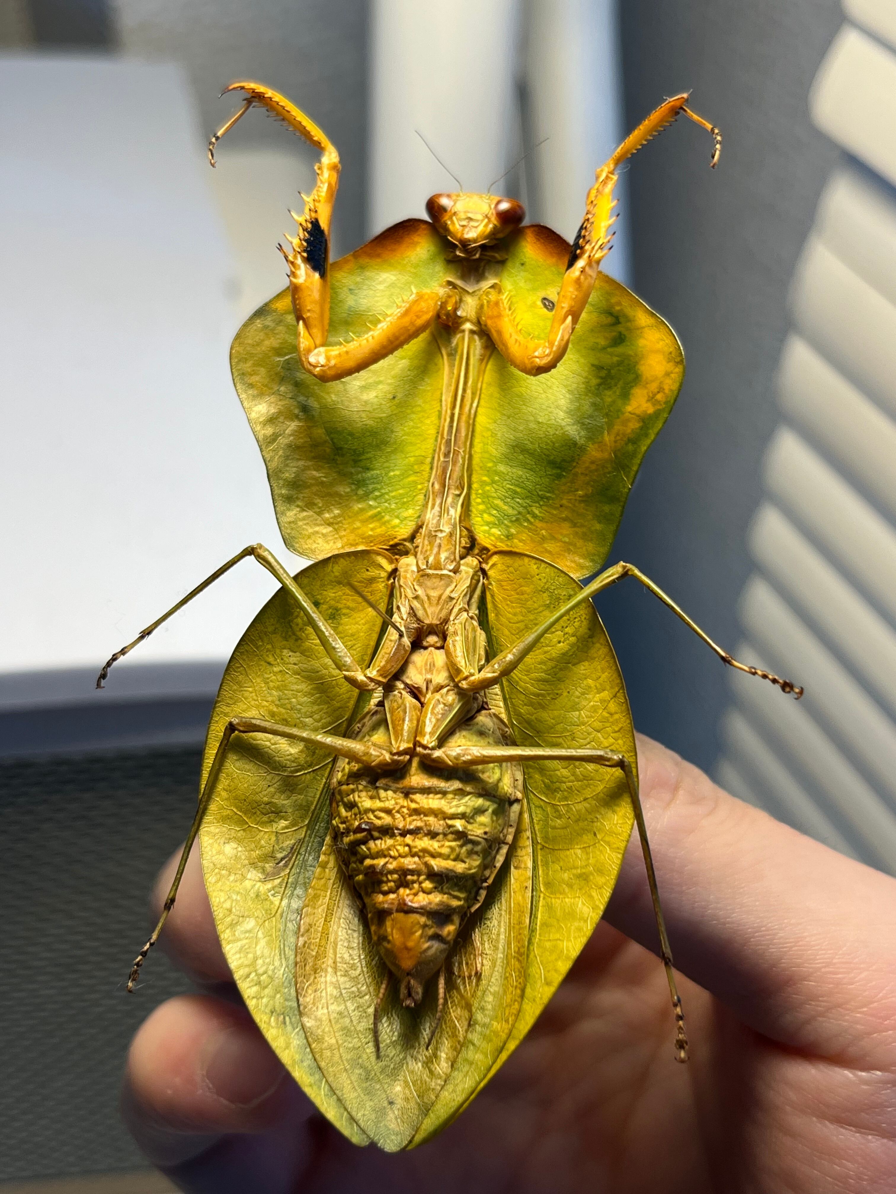 標本】ナンベイマルムネカマキリ Choeradodisキリギリスカマドウマ