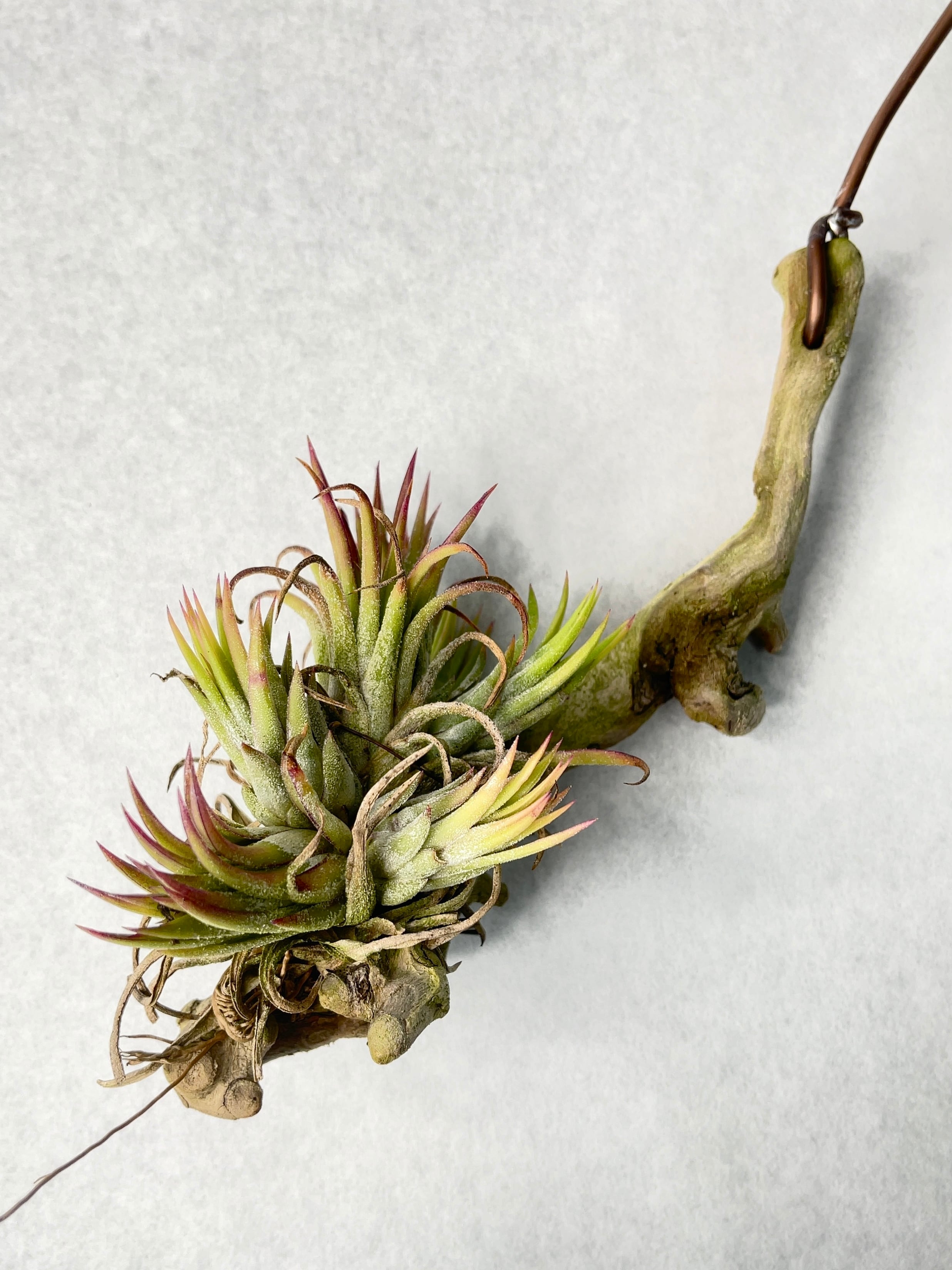 ティランジア　イオナンタ　オリジナル交配実生苗　6個セット Tillandsia ionantha（ティランジア・イオナンタ）の育て方・詳細情報