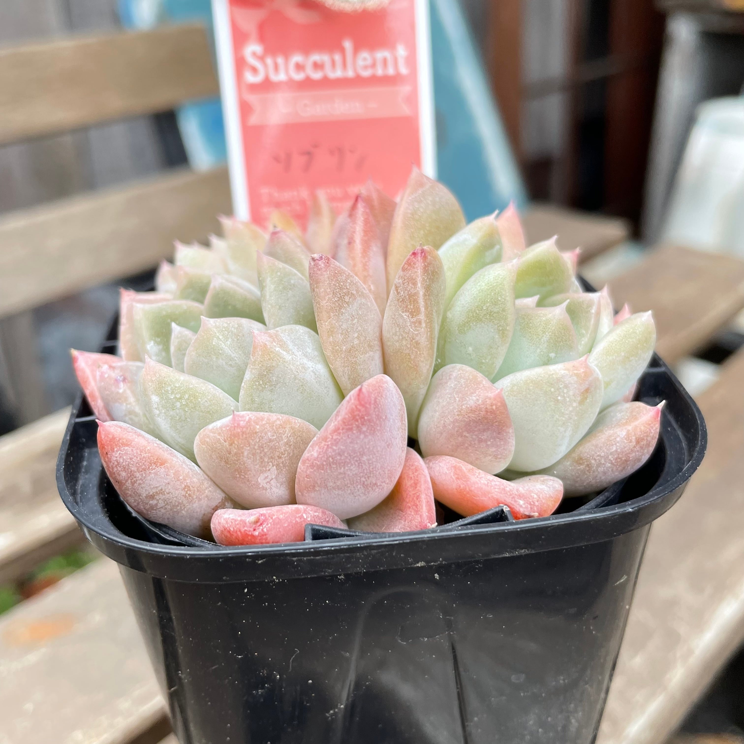 ぷりんの植肉植物 2ced54d0d707ffa02b3e914f08e04a