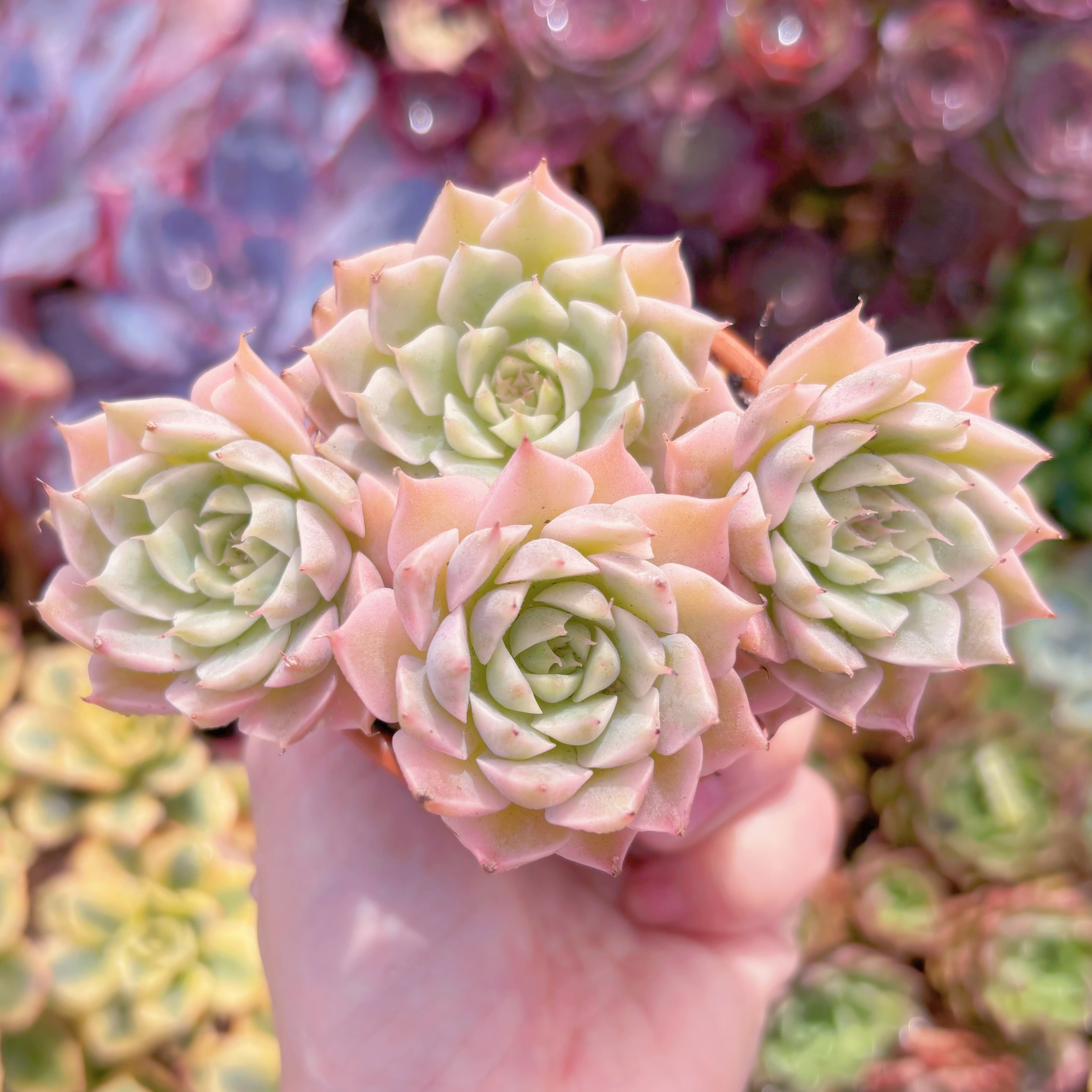 現品　マガレッド錦#A20　群生　るる農園