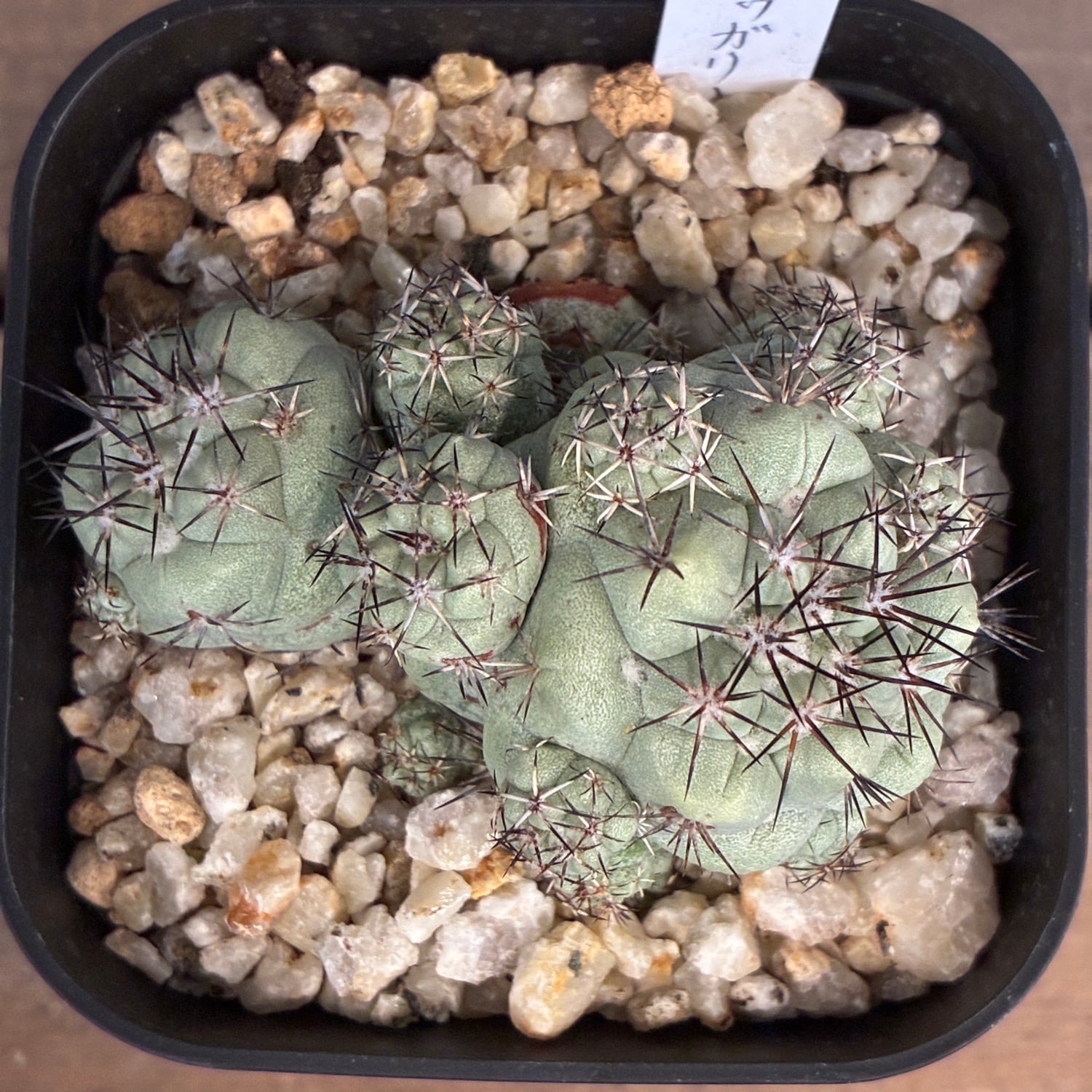 Copiapoa】サボテン オルテゴカクタス マクドガリー実生【875