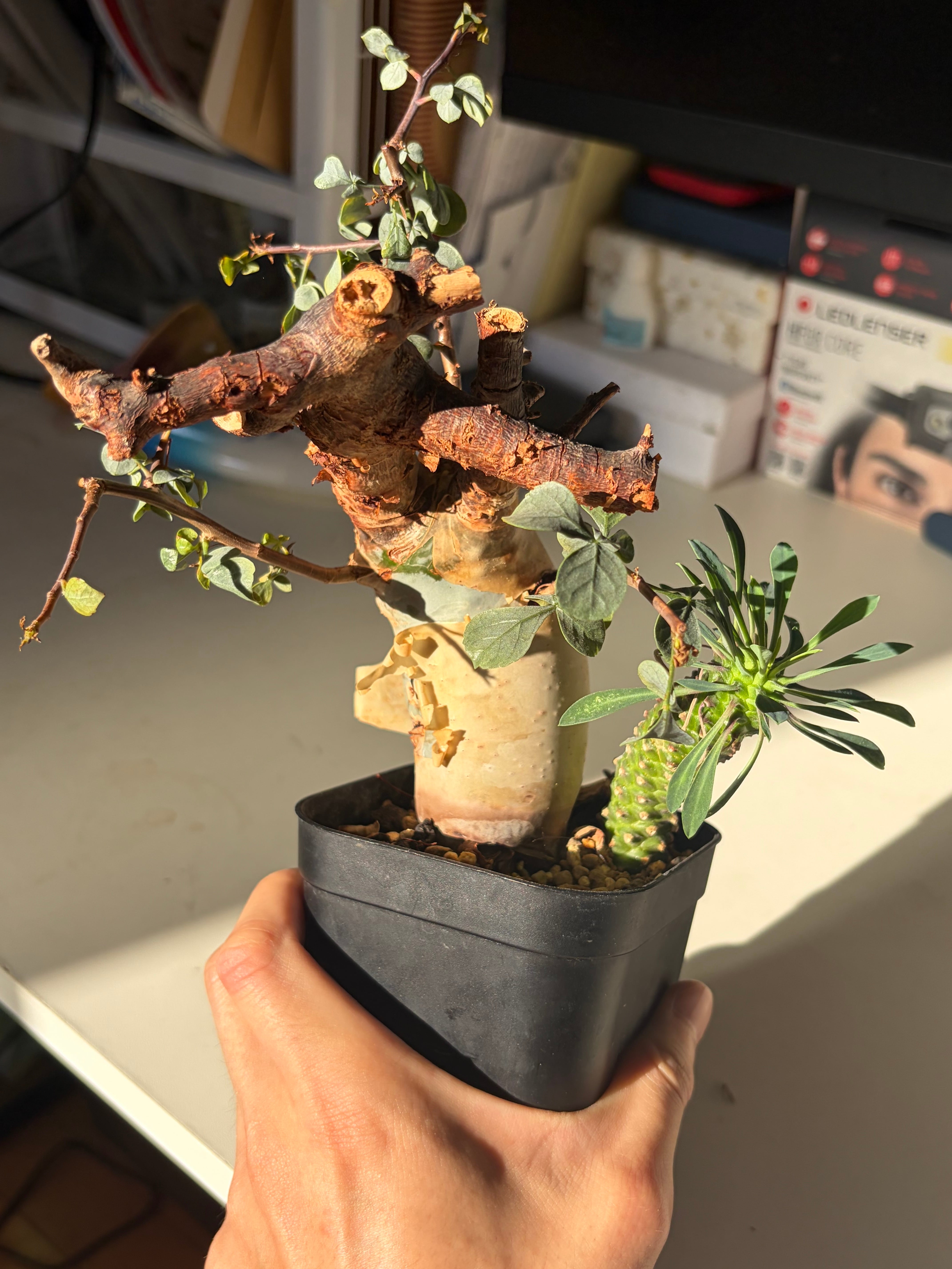 6mm】鉱物みたいなコブスジツノゴミムシダマシ 標本ゾウムシカミキリ