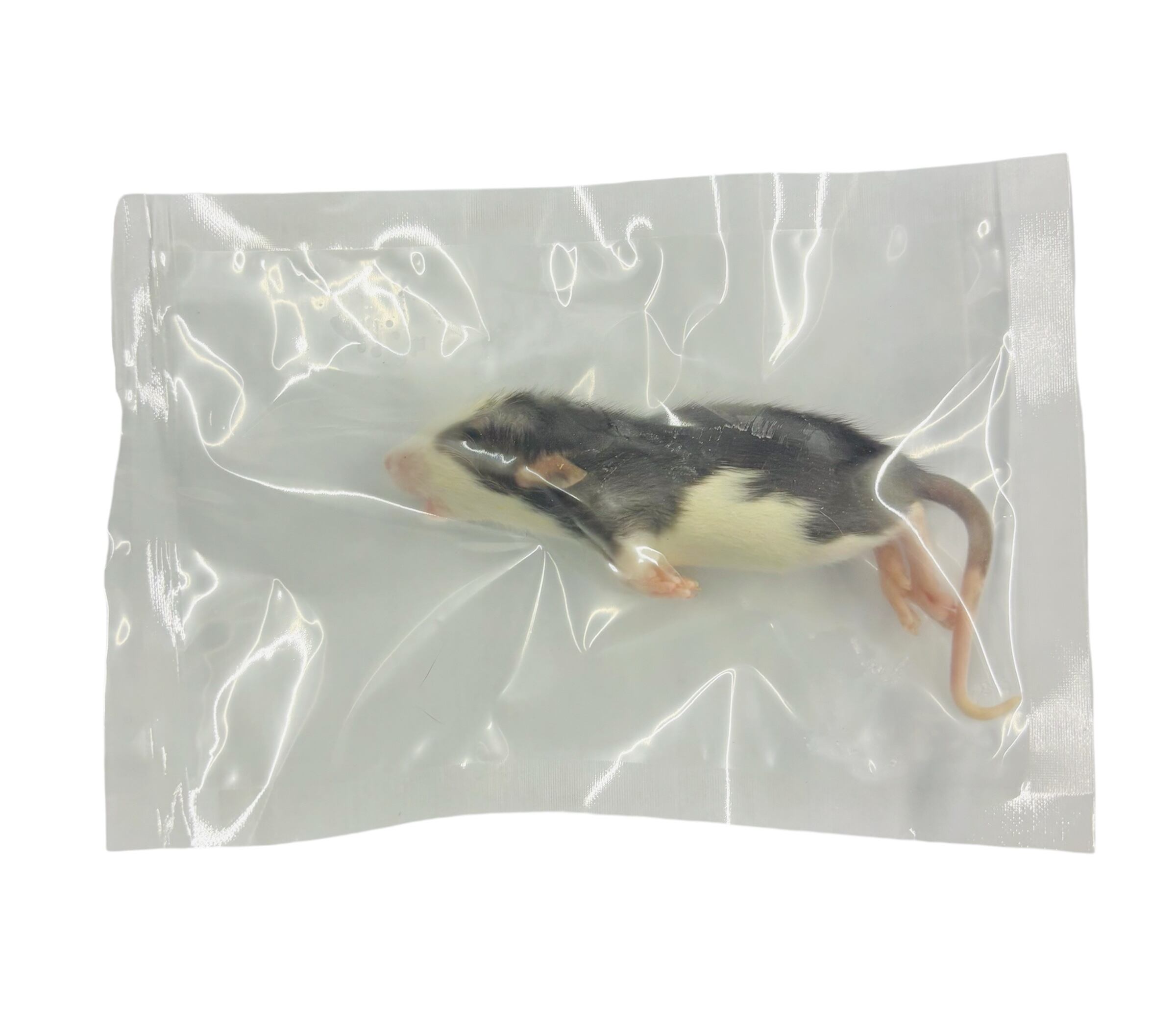 冷凍ﾗｯﾄ ホッパーS 33g± 1Peace | BEST RODENT ベストローデント