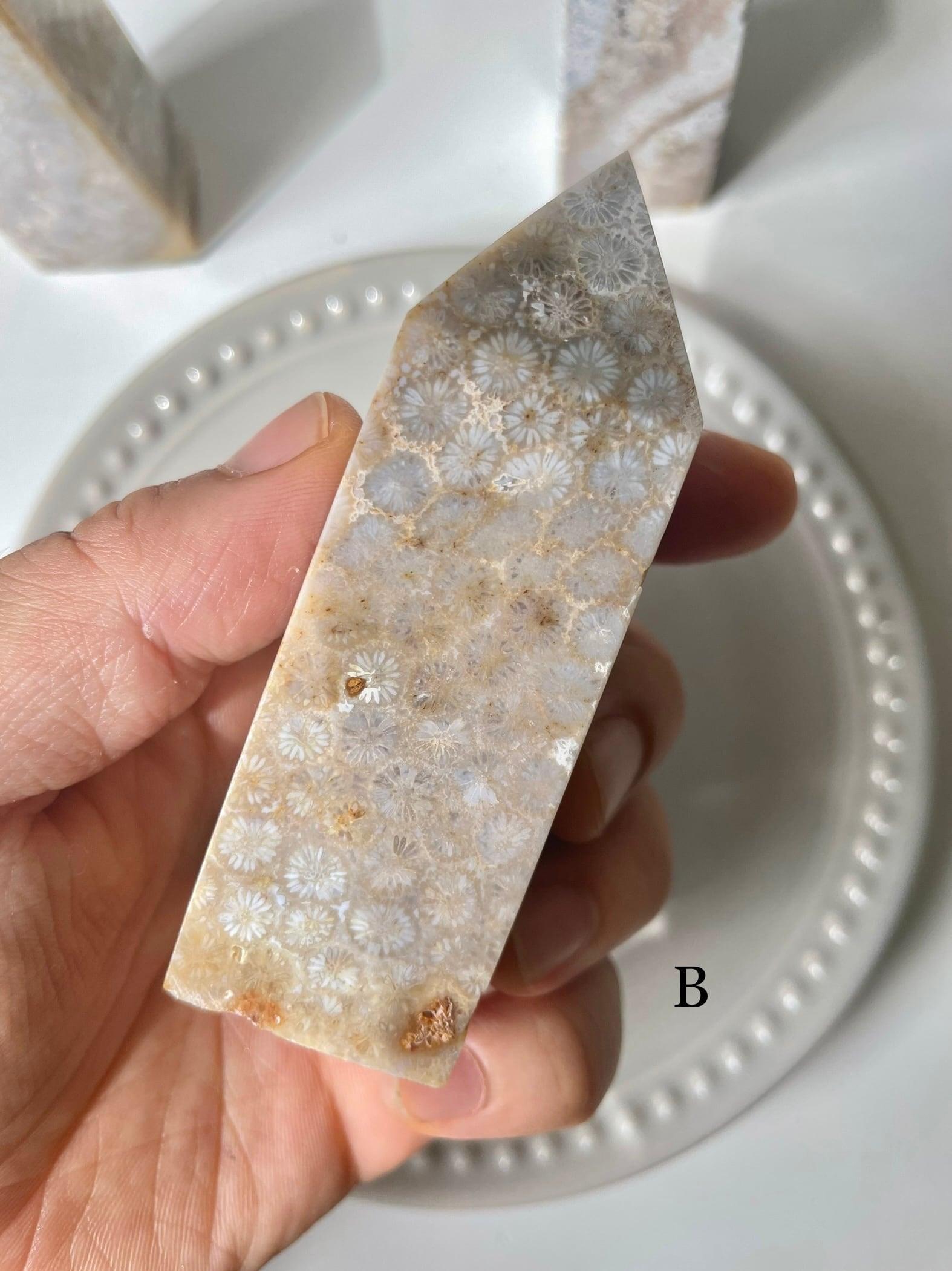 Fossil Coral Tower / フォッシルコーラル　タワー