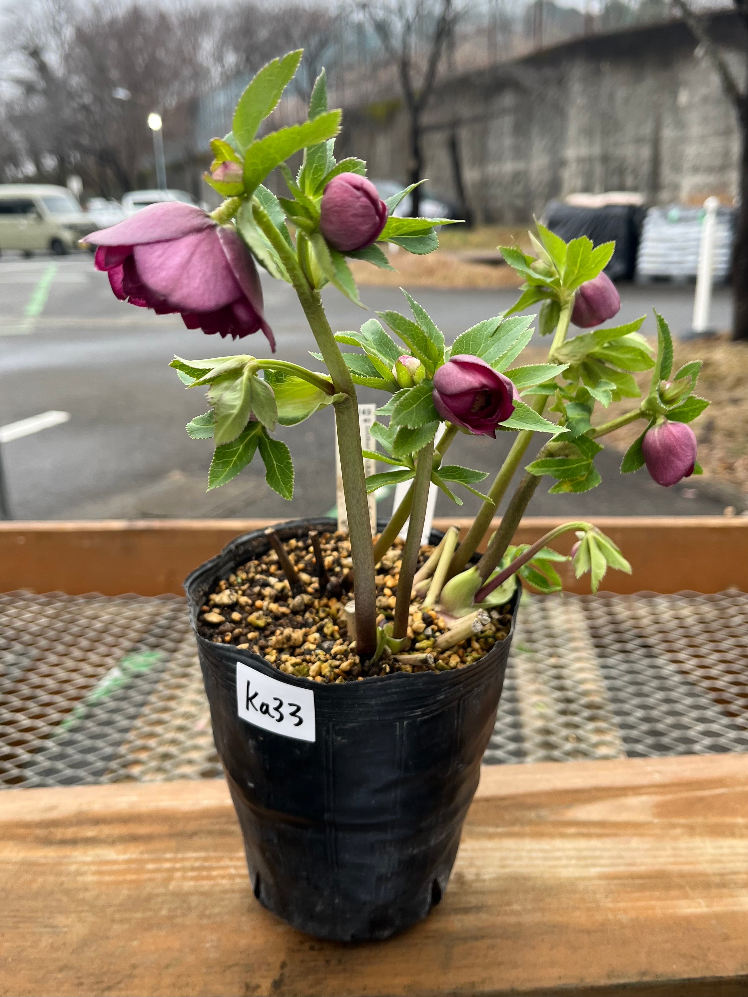 認定ピンクアフロディーテ グロス 加藤農園 クリスマスローズ【ka33