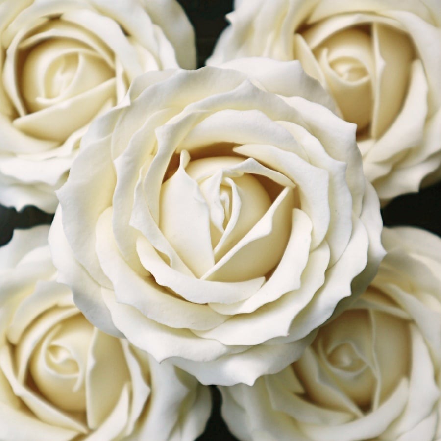 クイーンバラQ-I1 薄アイボリー(9輪入り)