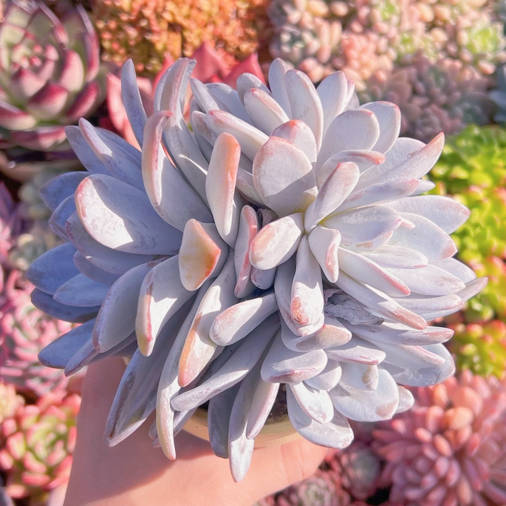 多肉植物　ピンクラウイ　特大群生　新入荷