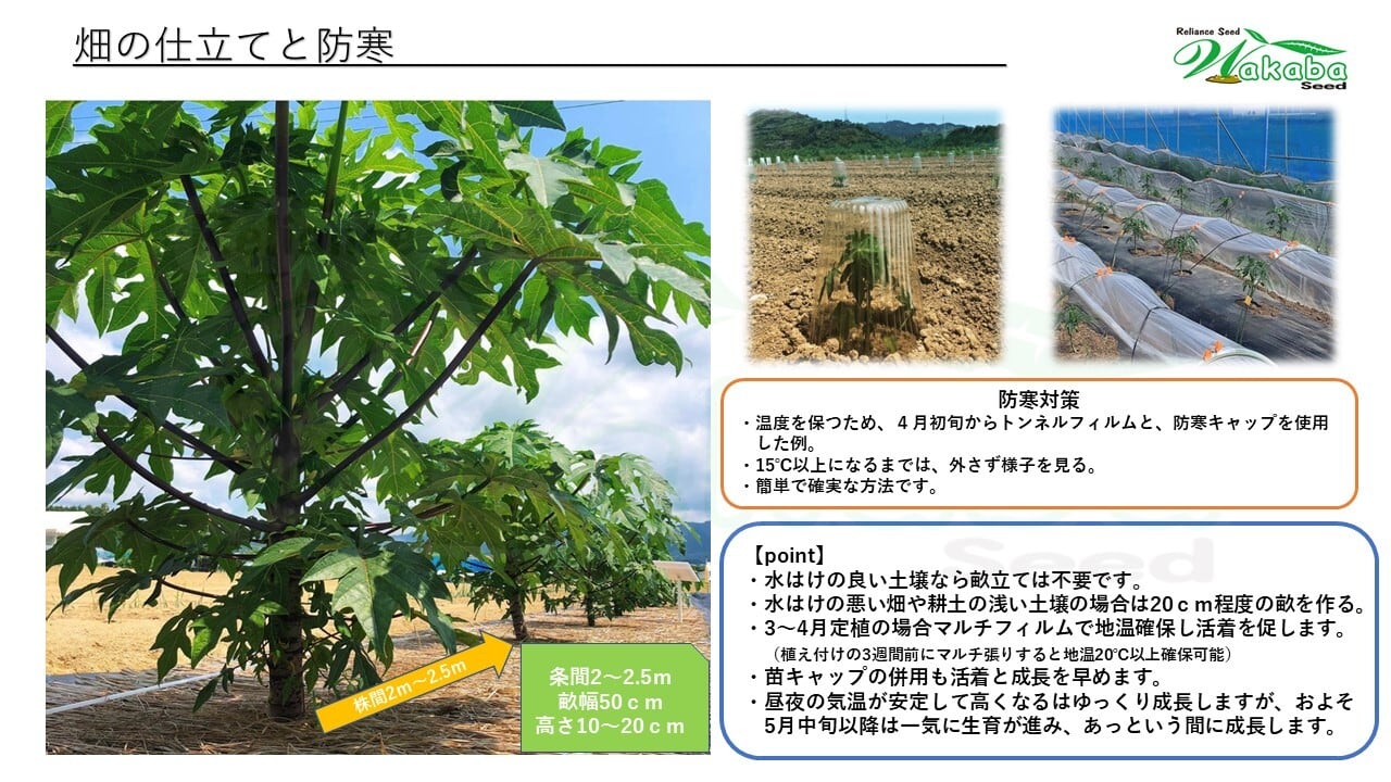 台農2号2本セット」青パパイヤ苗 | wakabaseed