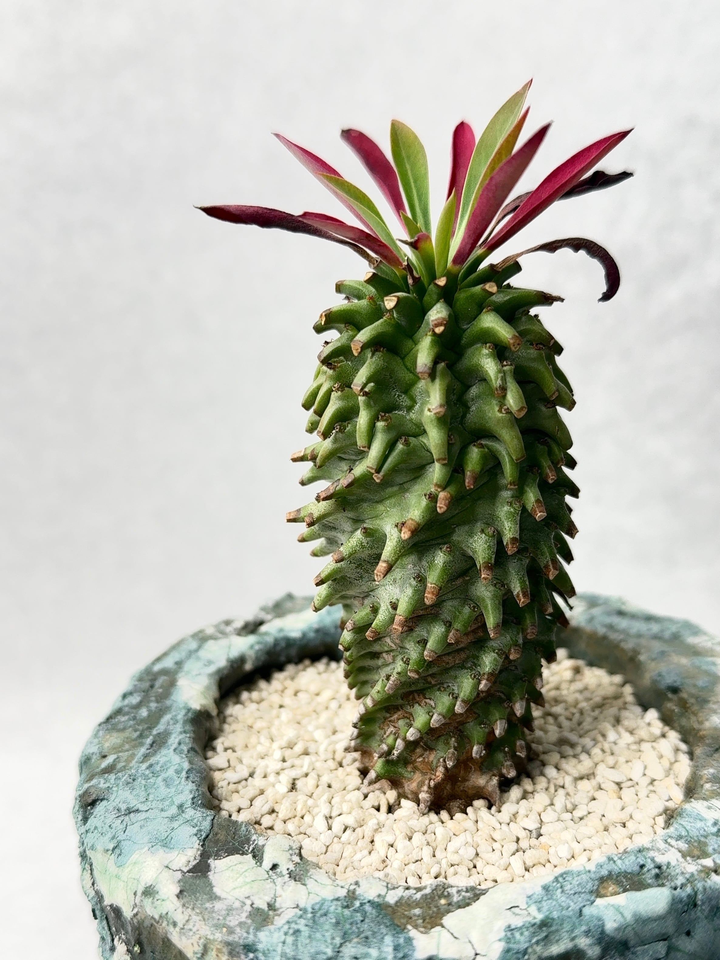 ユーフォルビア・安曇野鉄甲 | trigger