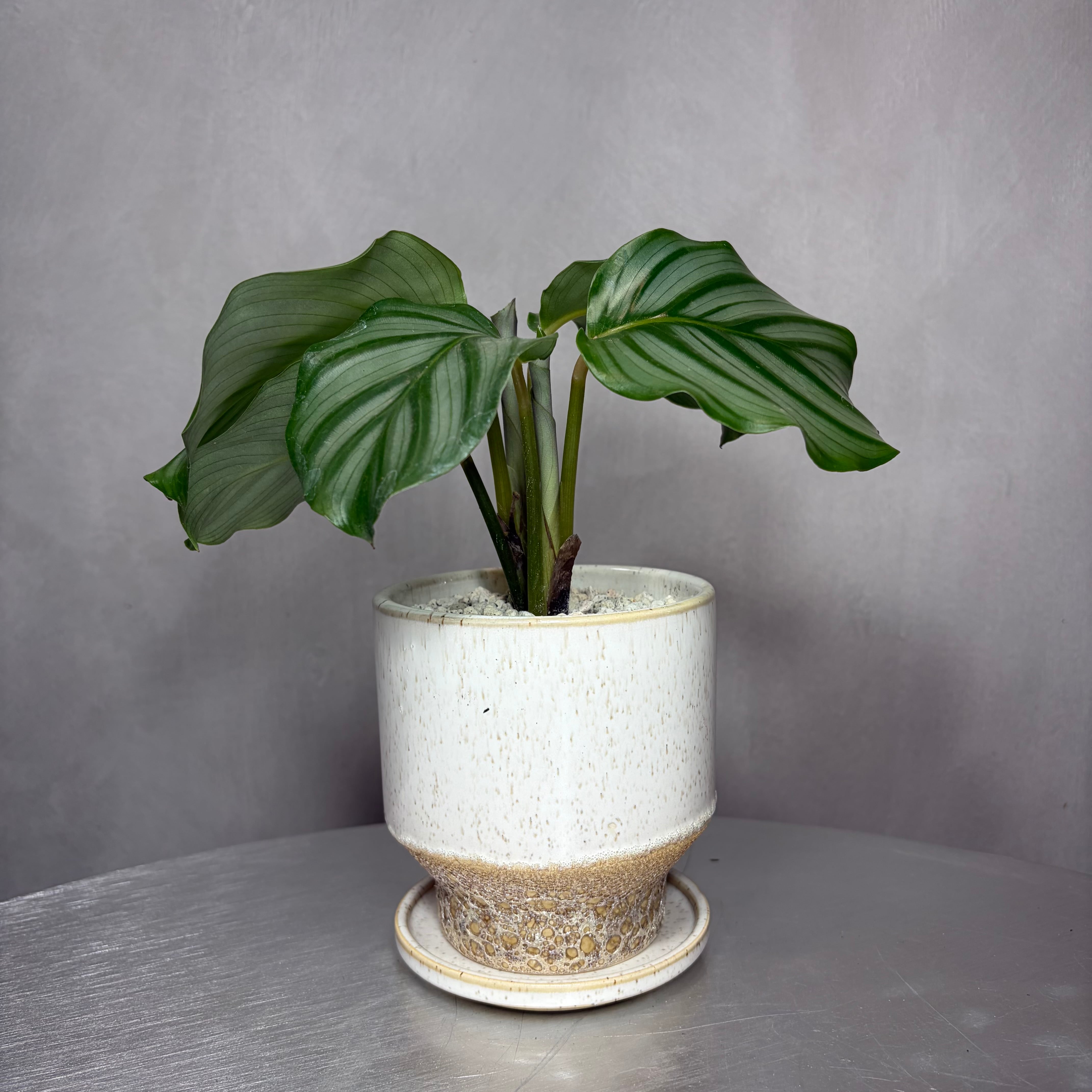 カラテア オルビフォリア 観葉植物