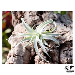 Tillandsia gardneri var. rupicola (Compacta, Lavender Petal Ex. Sharon Peterson) 【現品】