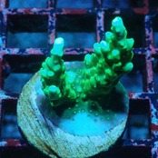 【現地買付】Acropora sp(オーストラリア産）