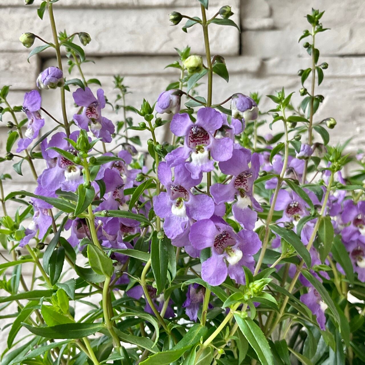 アンゲロニア セレナ 選べる 2色 橋本種苗園