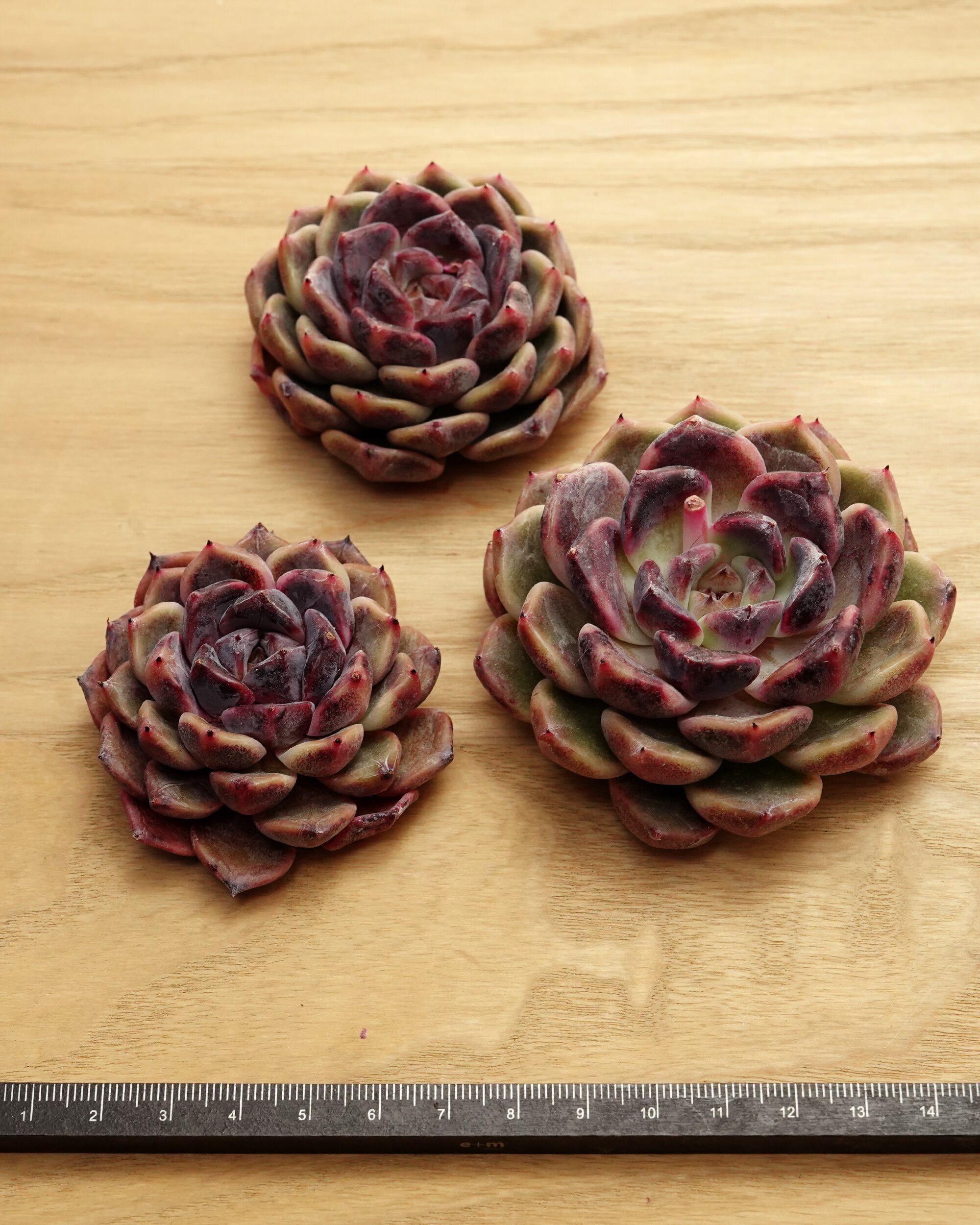 カット苗 ライラックドレス Echeveria 'Lilac Dress' | PUKUBOOK