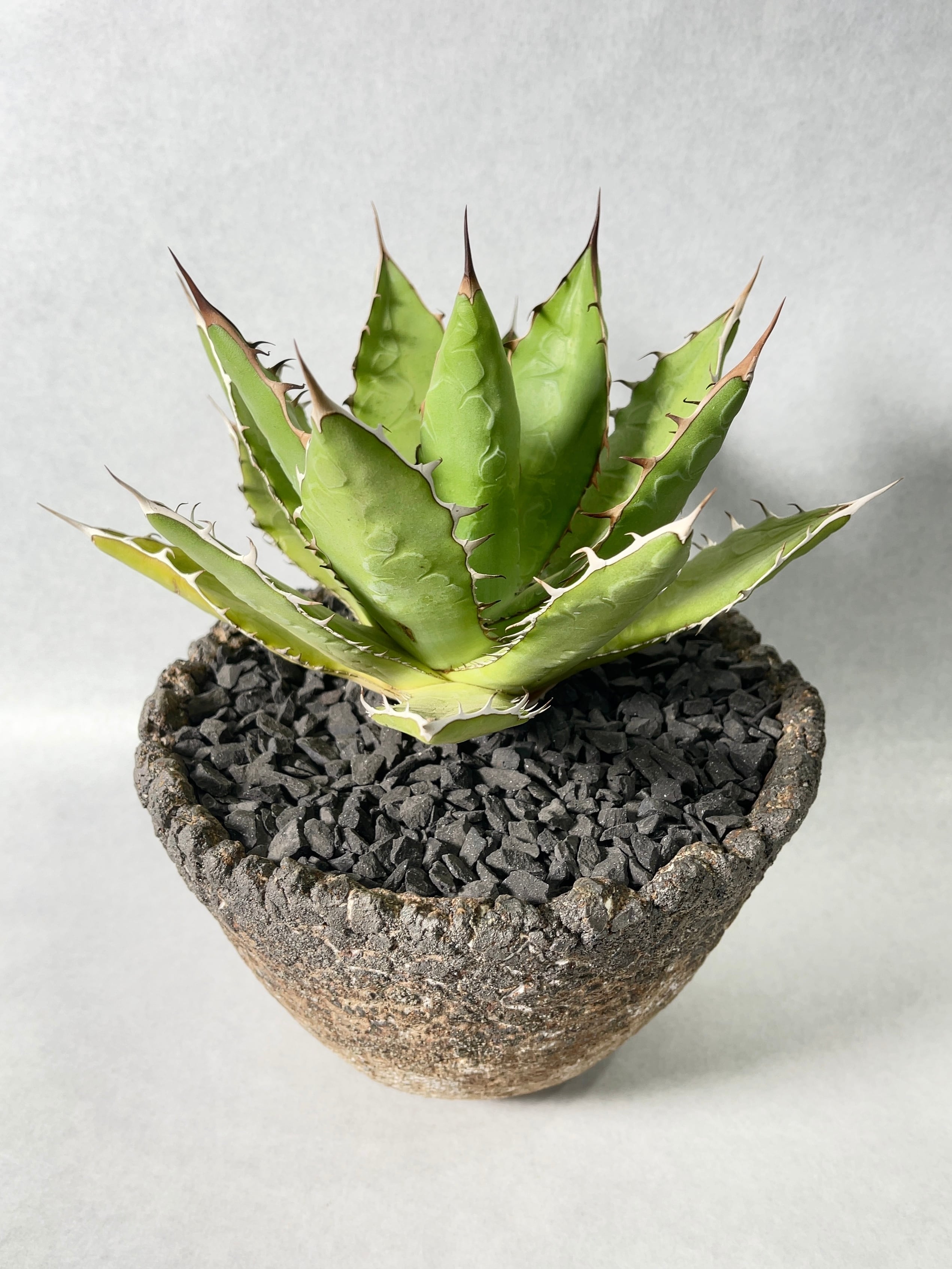 アガベ・万代厳竜 | trigger