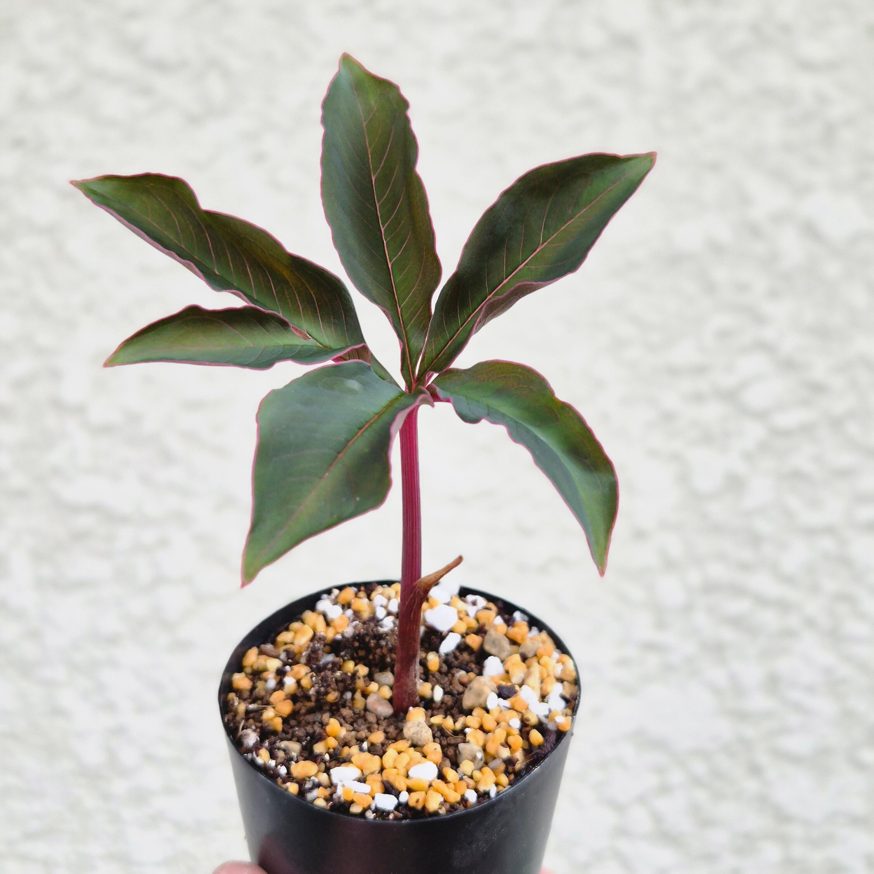 AM13 ♡レア〚 アモルフォファルス アトロビリディス 〛 Amorphophallus Atroviridis 塊根植物 コーデックス