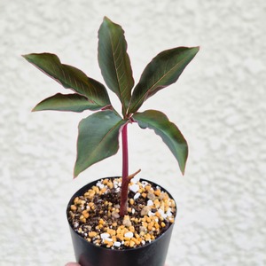 AM13 ♡レア〚 アモルフォファルス アトロビリディス 〛 Amorphophallus Atroviridis 塊根植物 コーデックス