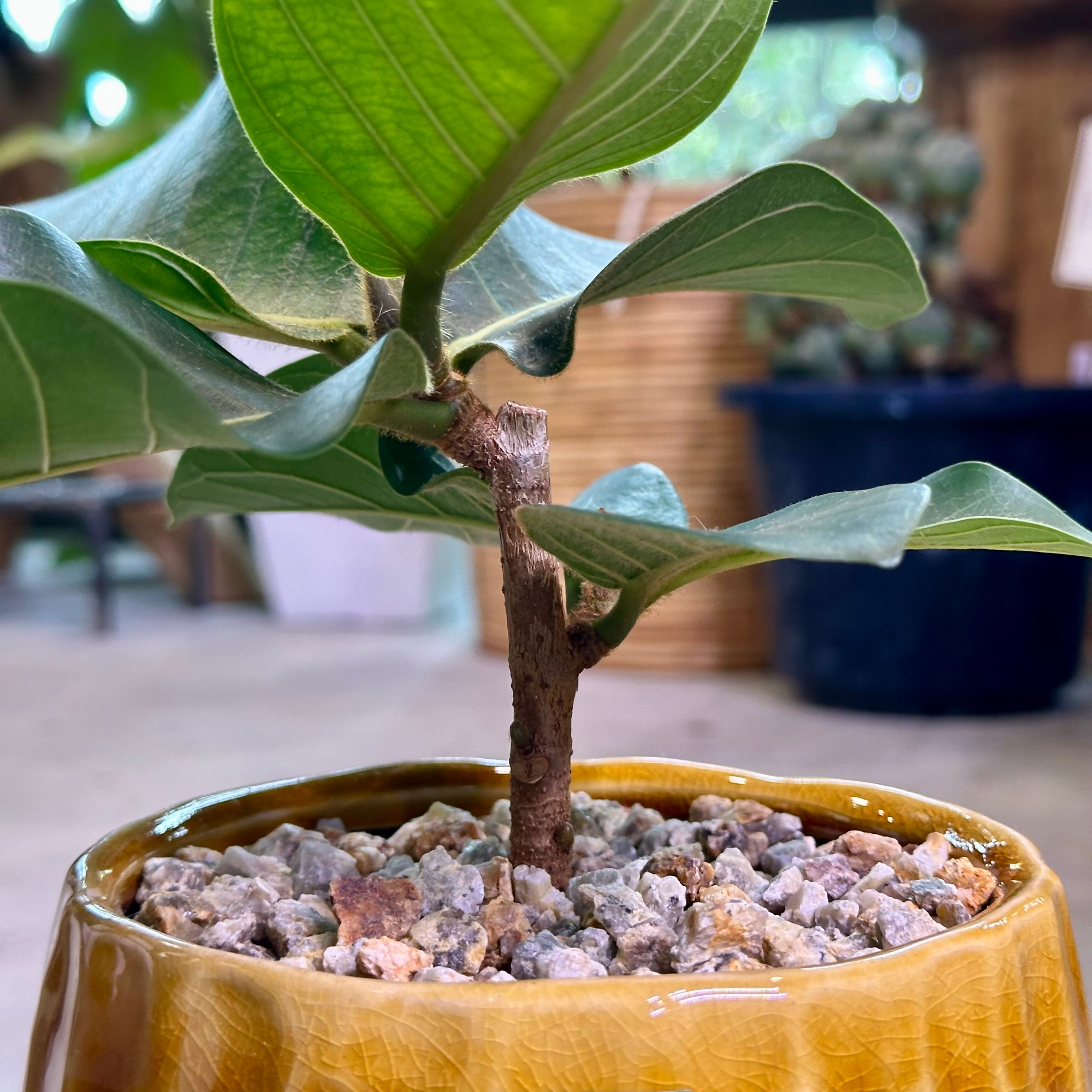 ジャワゴムノキ | barrelplants_BONSAI