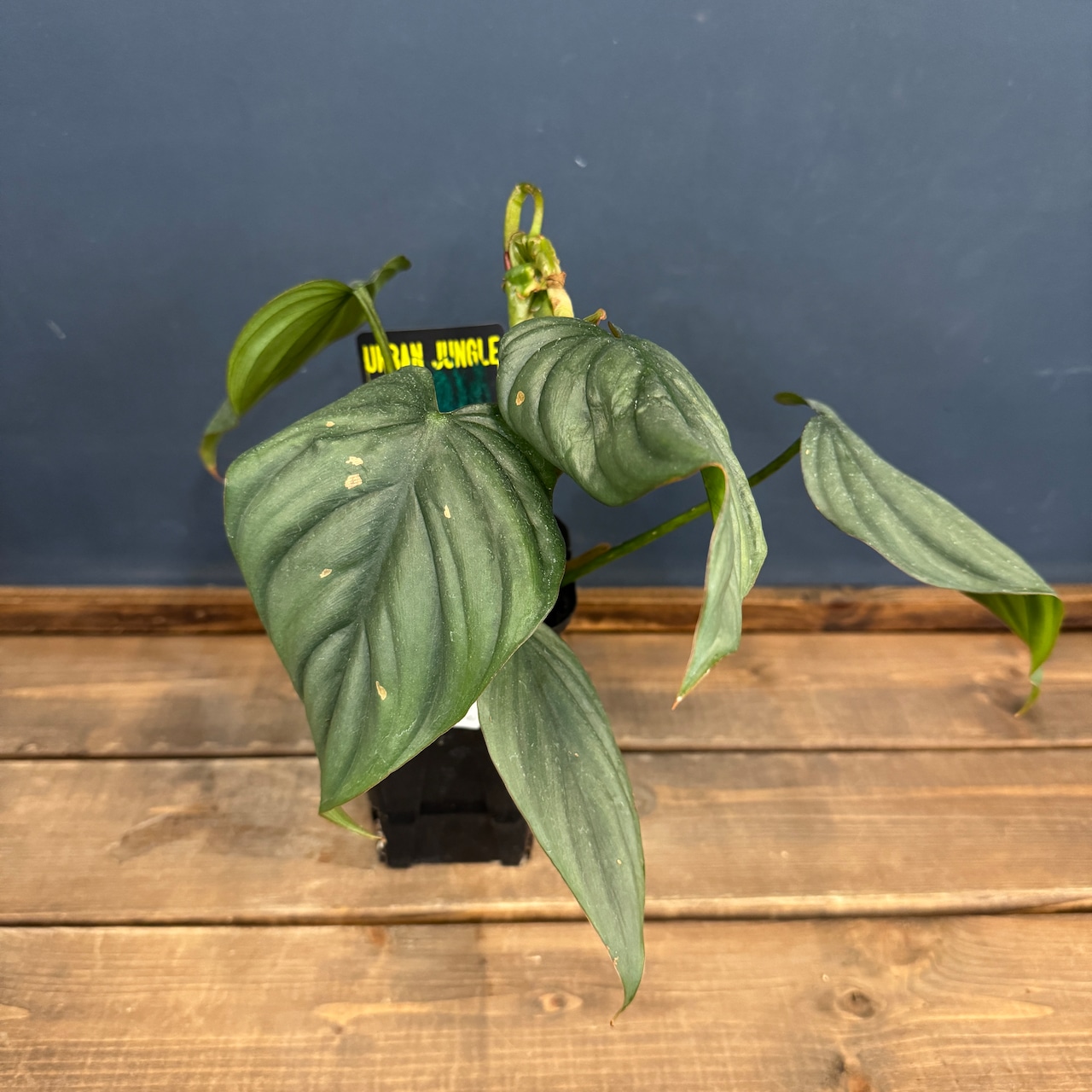 【クリアランス】フィロデンドロン sp コロンビア【732】