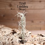 【reserved】ステリフェラ〔エアプランツ〕現品発送T2748