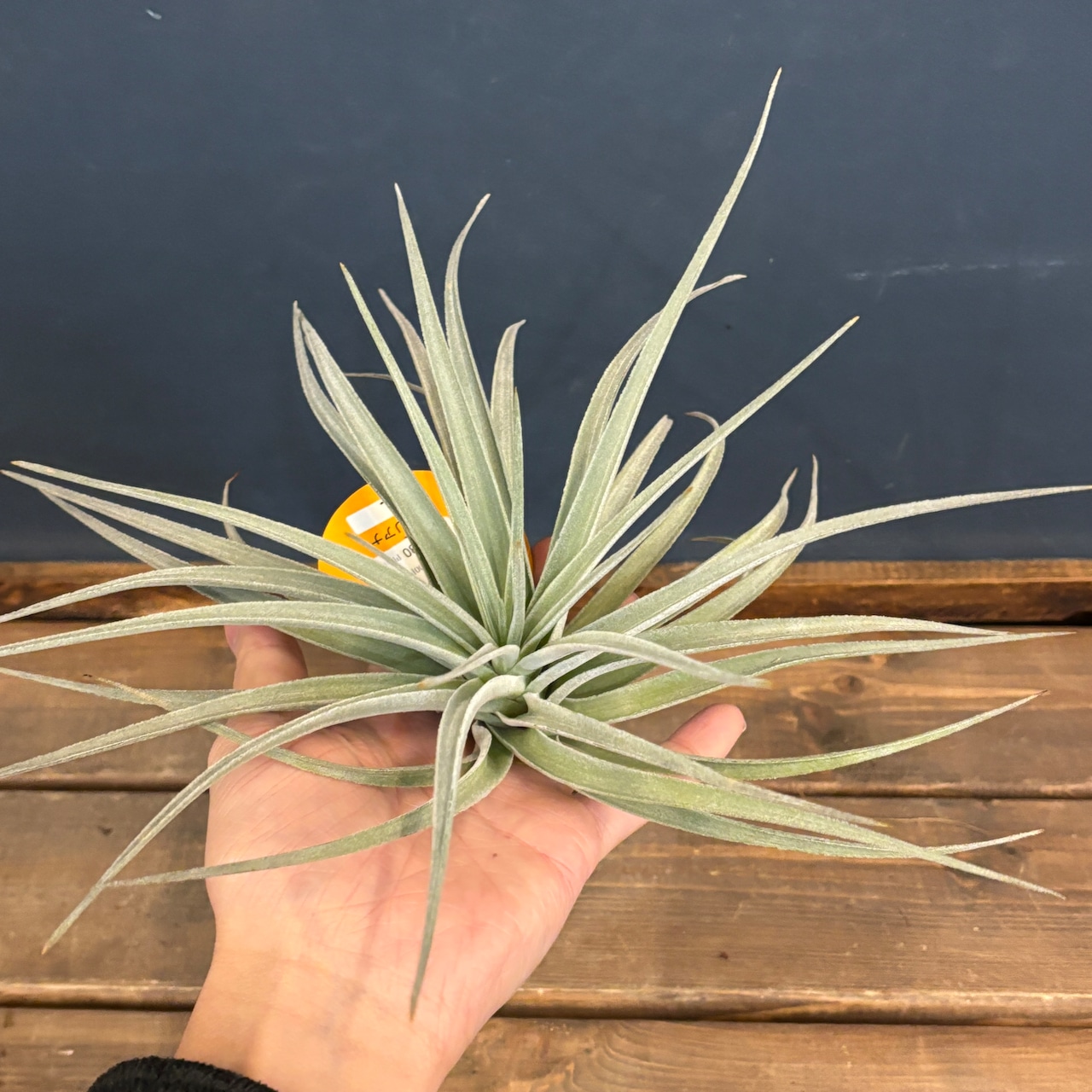 チランジア　ポーリアナ【035】