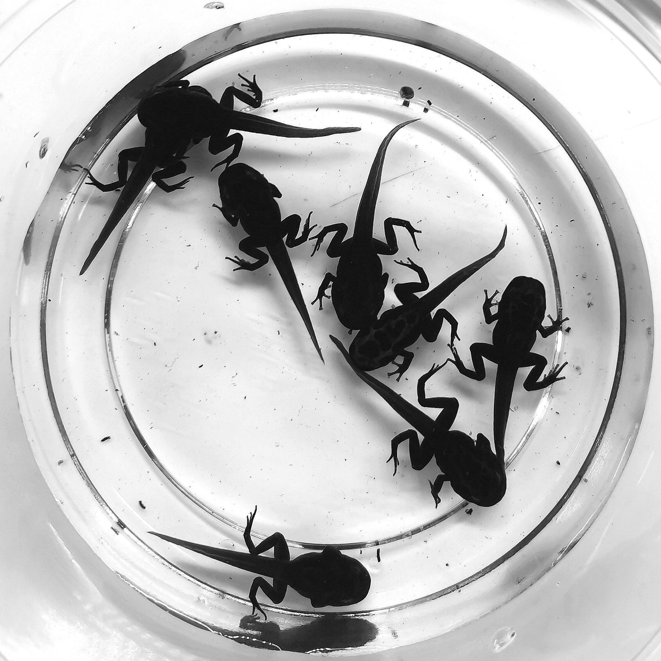 コバルトヤドクガエル Dendrobates azureus | ブルーゲッコーラボ