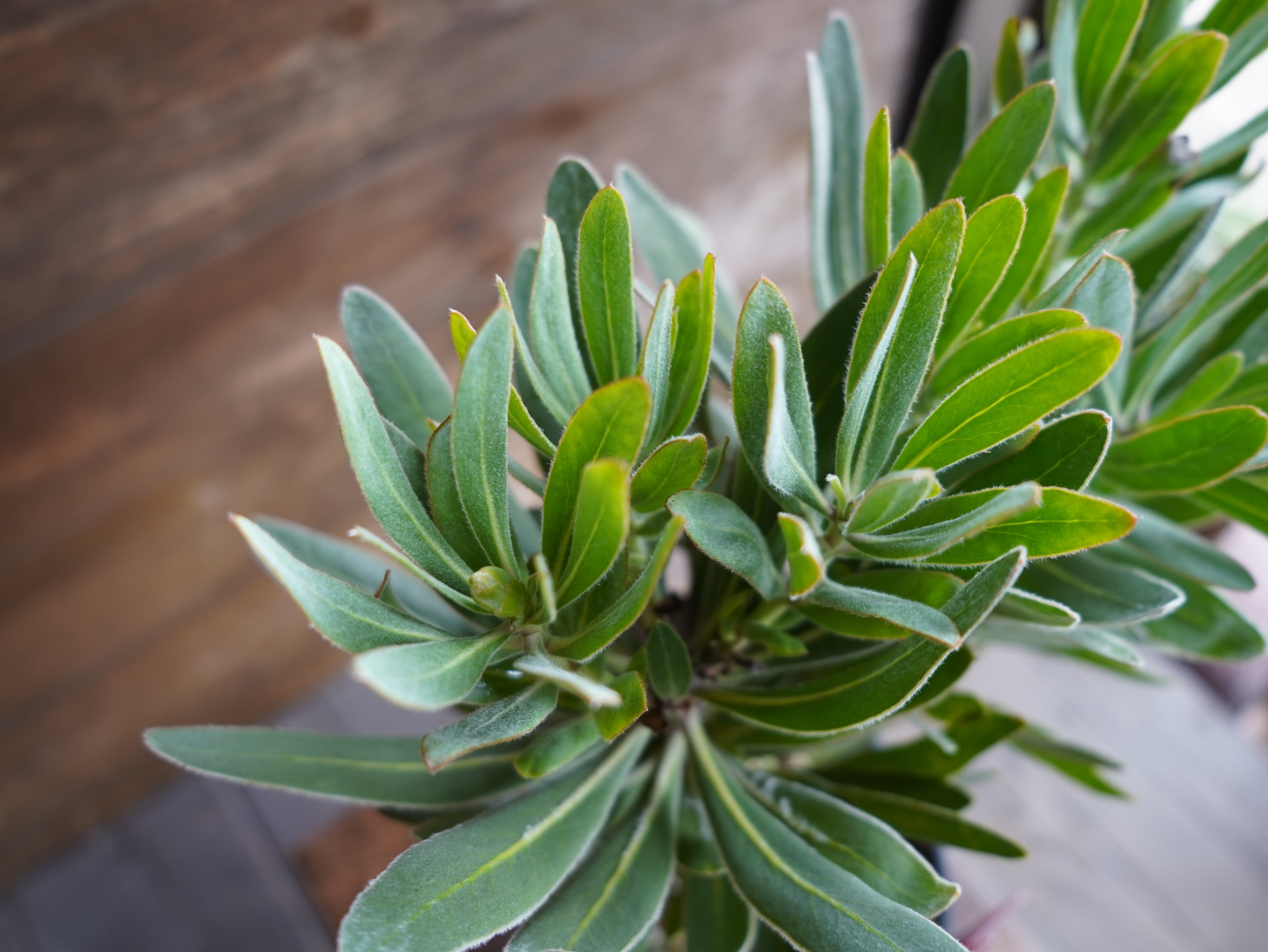 【現物】プロテア ”スペシャルピンクアイス” B