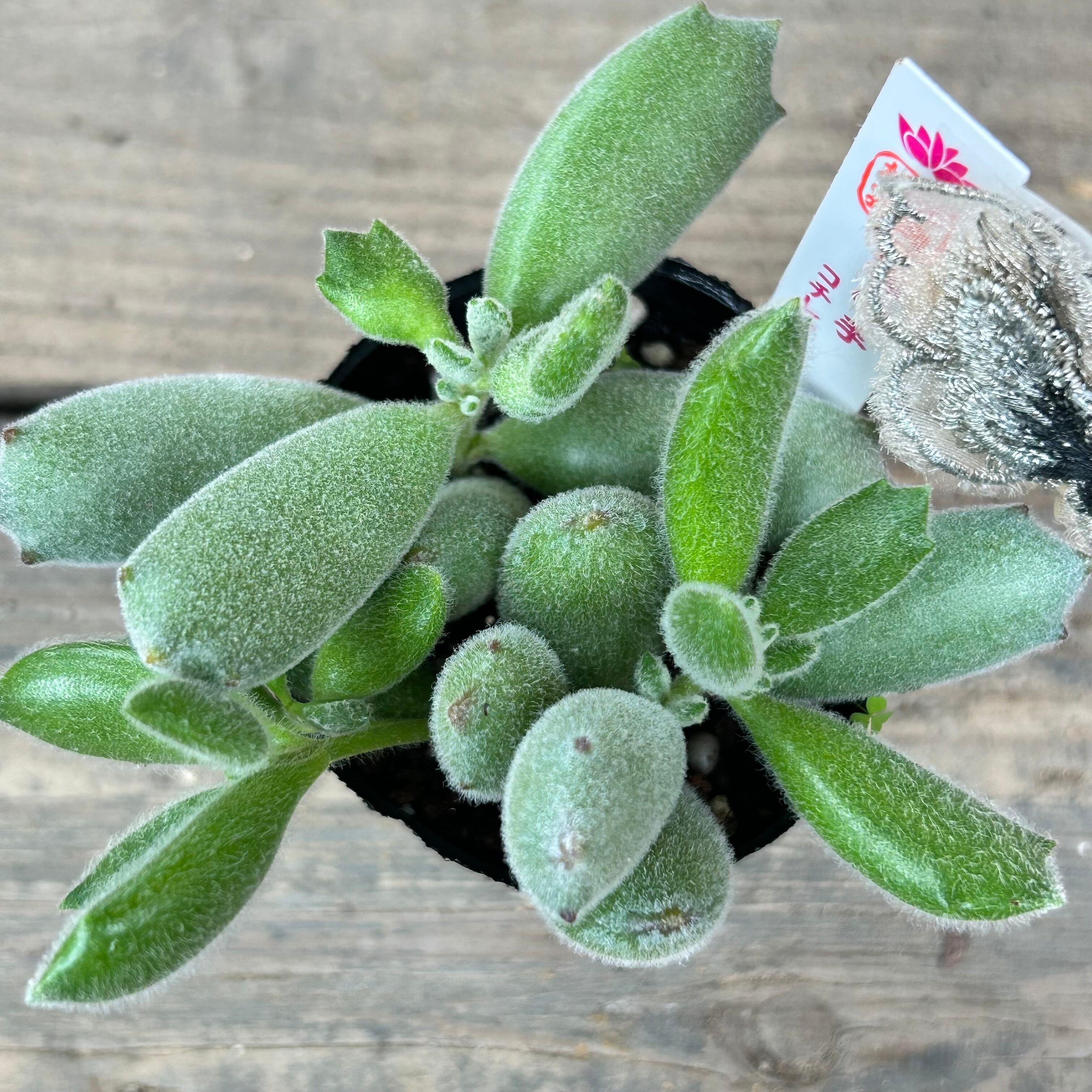 子猫の爪 | RuPo 多肉植物専門店