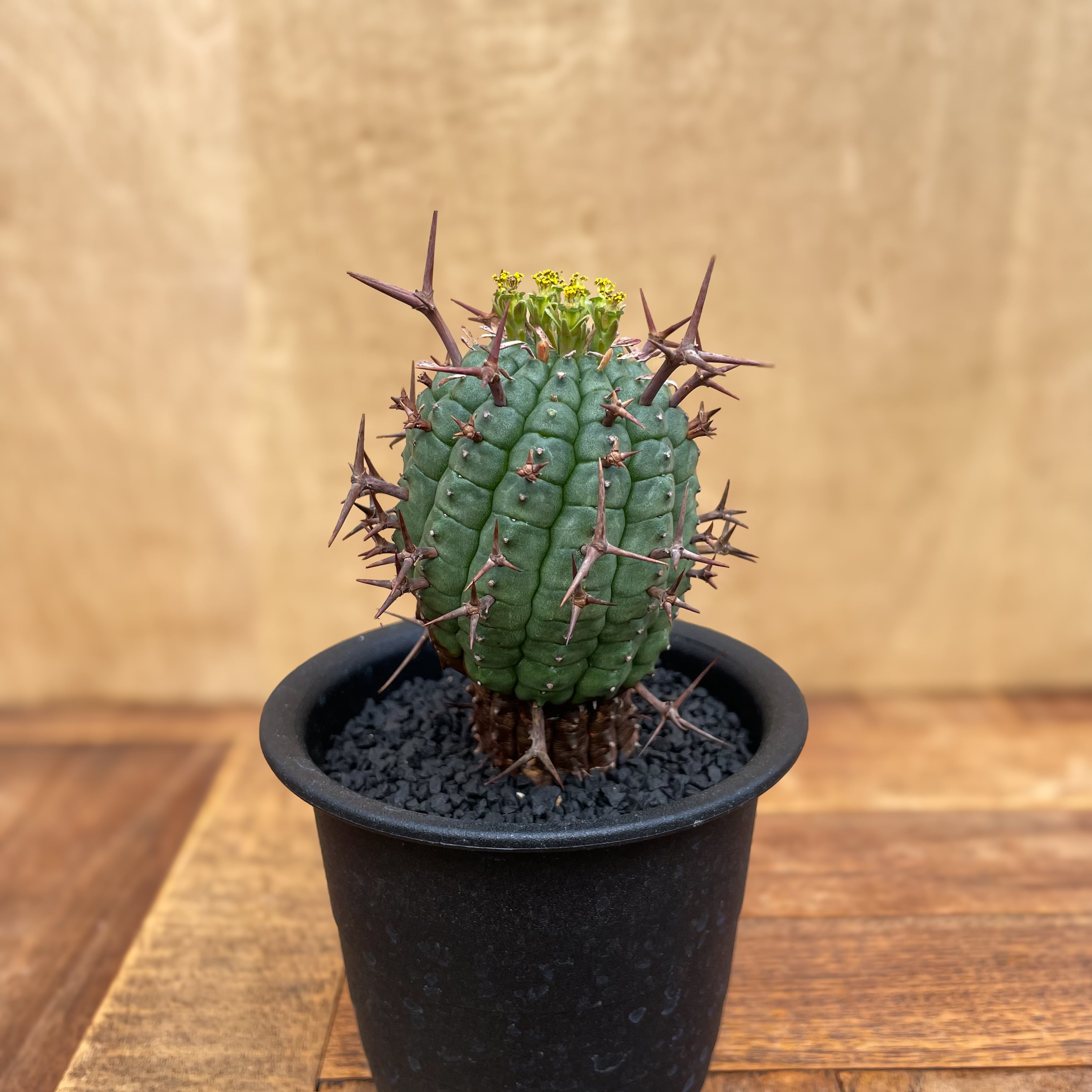Euphorbia stellispina 【ユーフォルビア・群星冠】 | RIMO