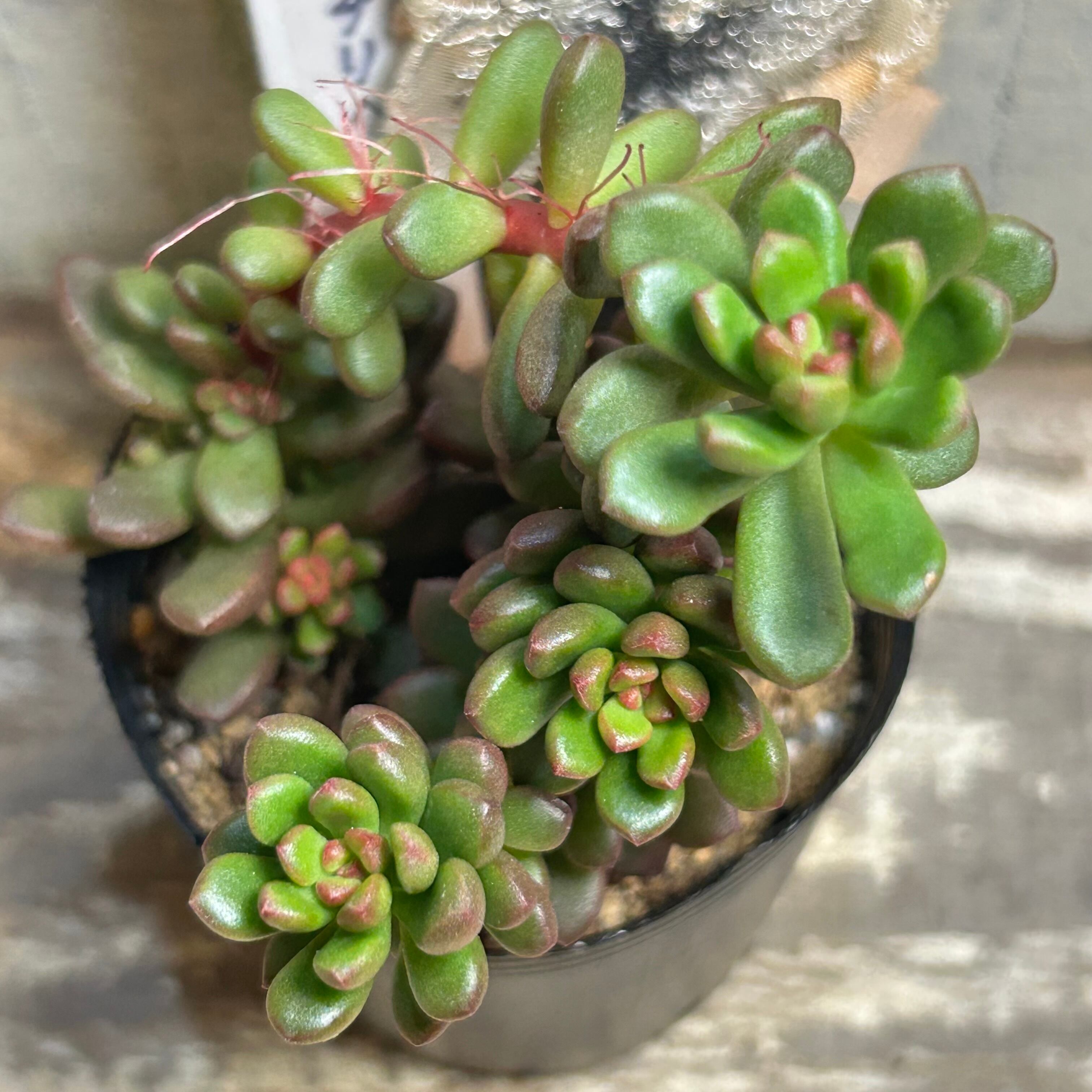 レッドチリペッパー | RuPo 多肉植物専門店