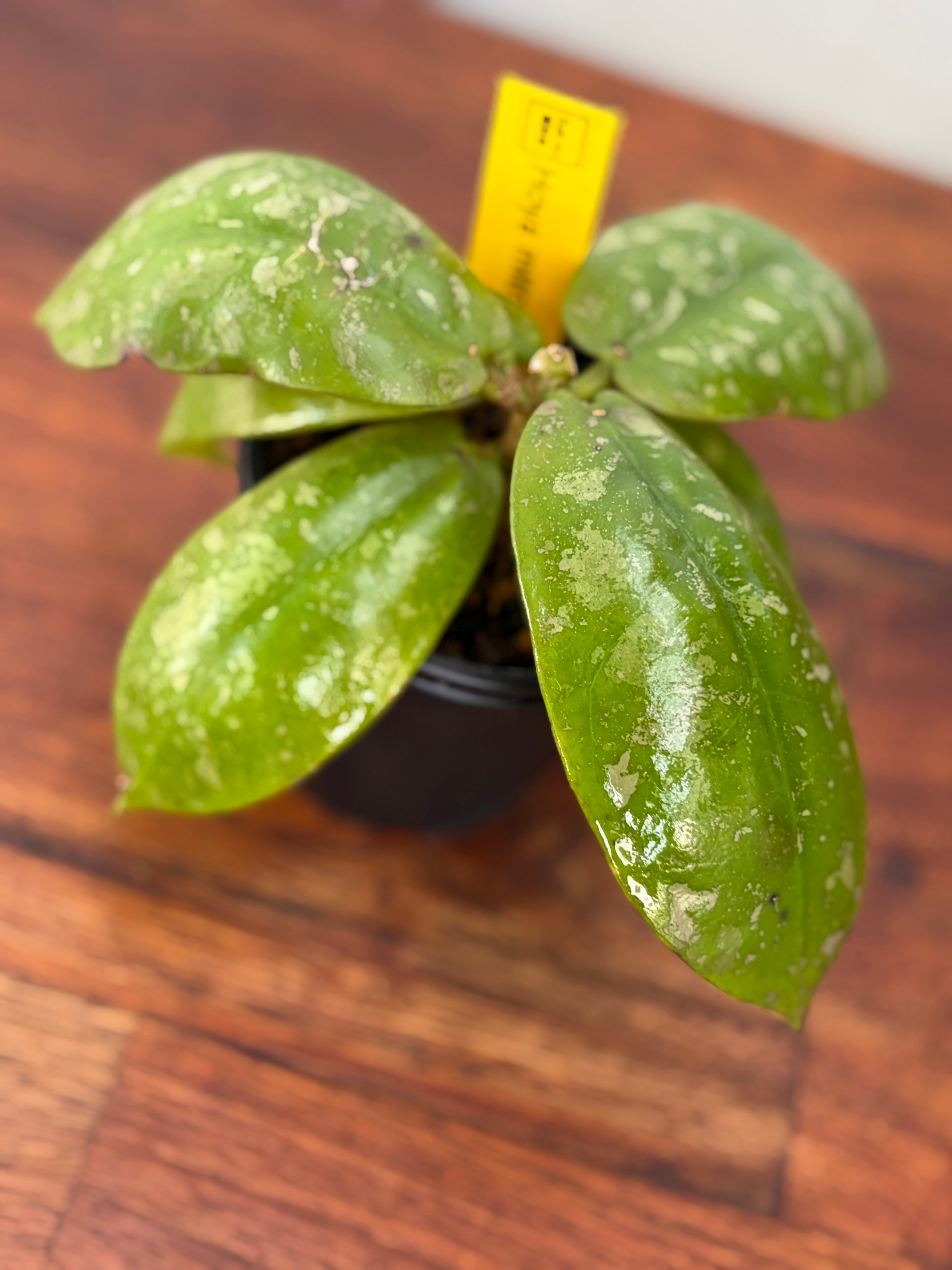 Hoya | BALI-AN 園芸