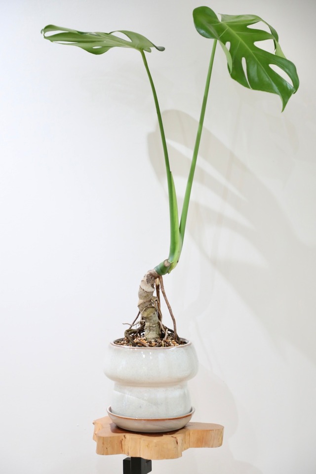 【M】モンステラ アダンソニー/Monstera adansonii　※陶器鉢カバー付き