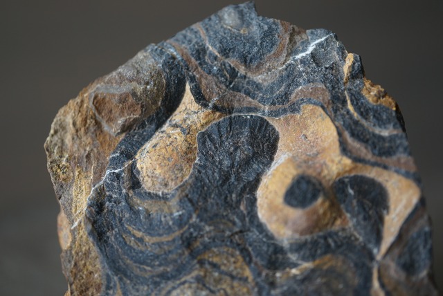 ボリビア ウユニ塩湖産ストロマトライト Stromatolite 1240