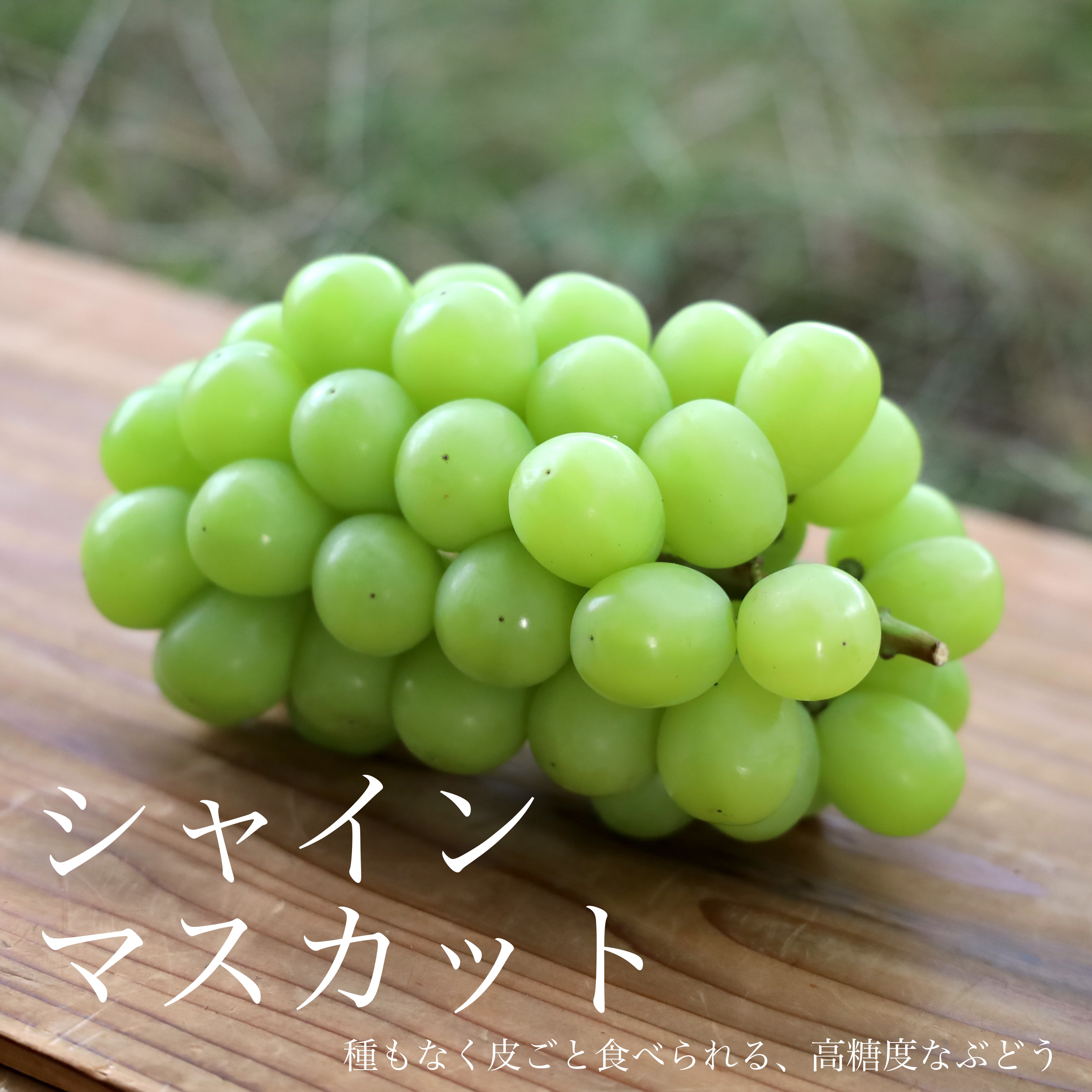 竹中農園