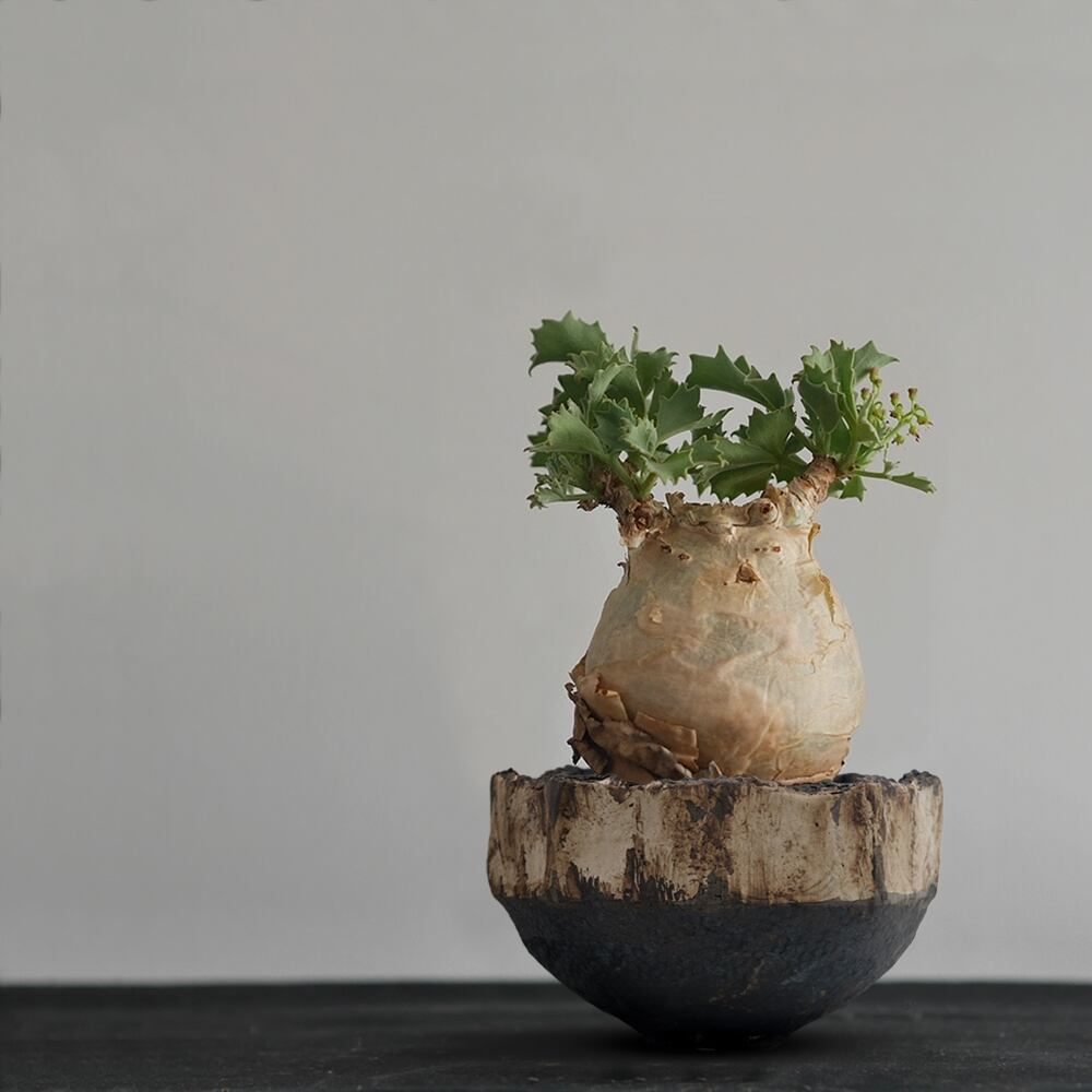 KINAKO:Re - 13 | AHD