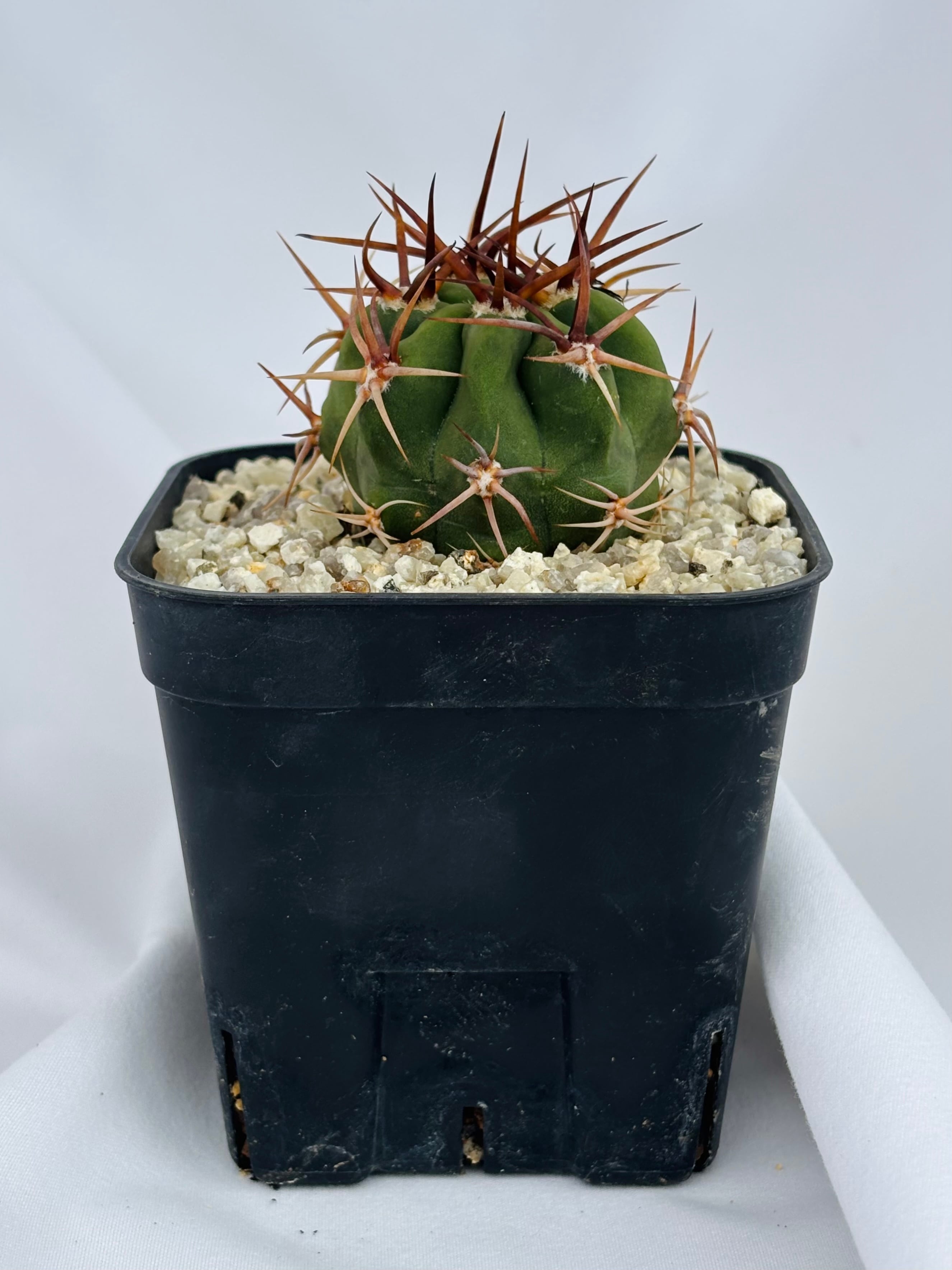 Y　サボテン　茜丸　デンモザ　実生苗 Denmoza rhodacantha デンモザ 茜丸 サボテン | plants MARU