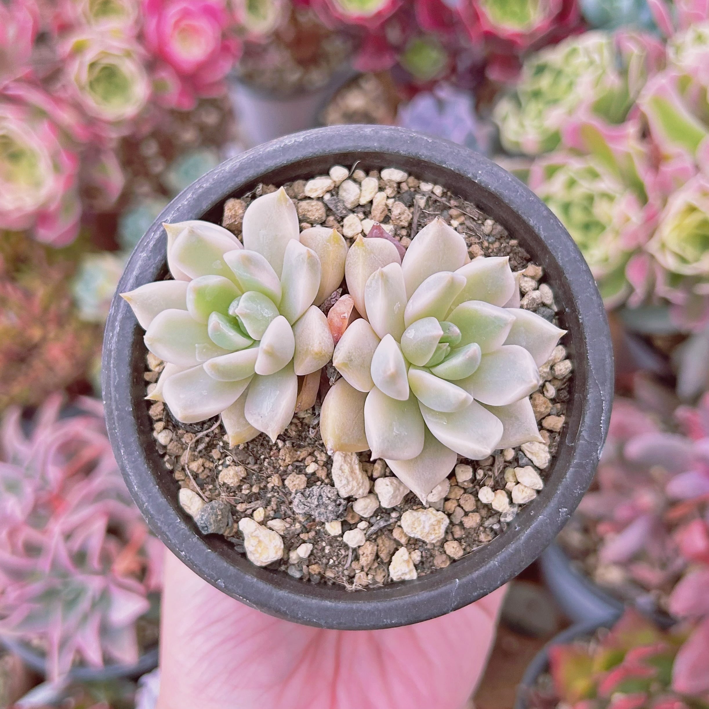 #030現物　多肉植物　Echeveria カリナ錦　抜き苗