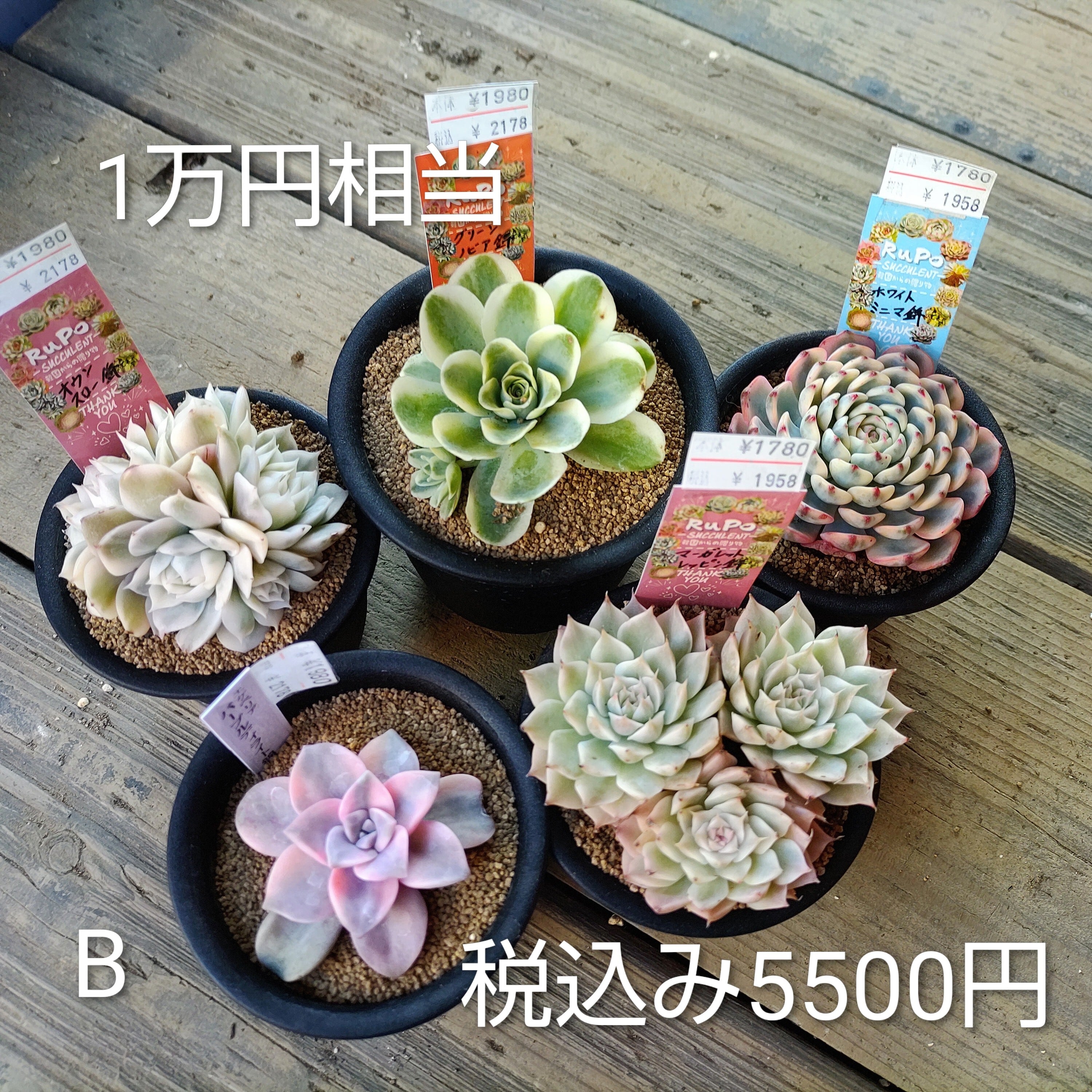 錦 | RuPo 多肉植物専門店